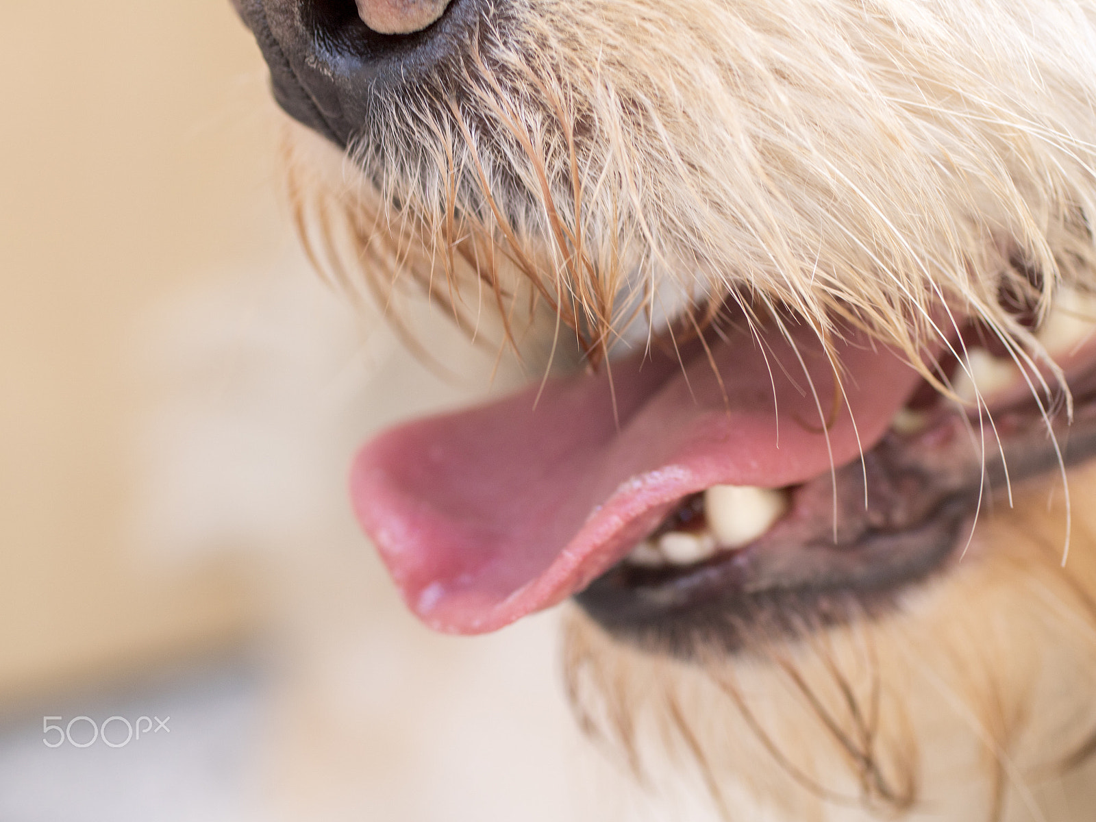Canon EF 50mm F2.5 Macro sample photo. Libre photography