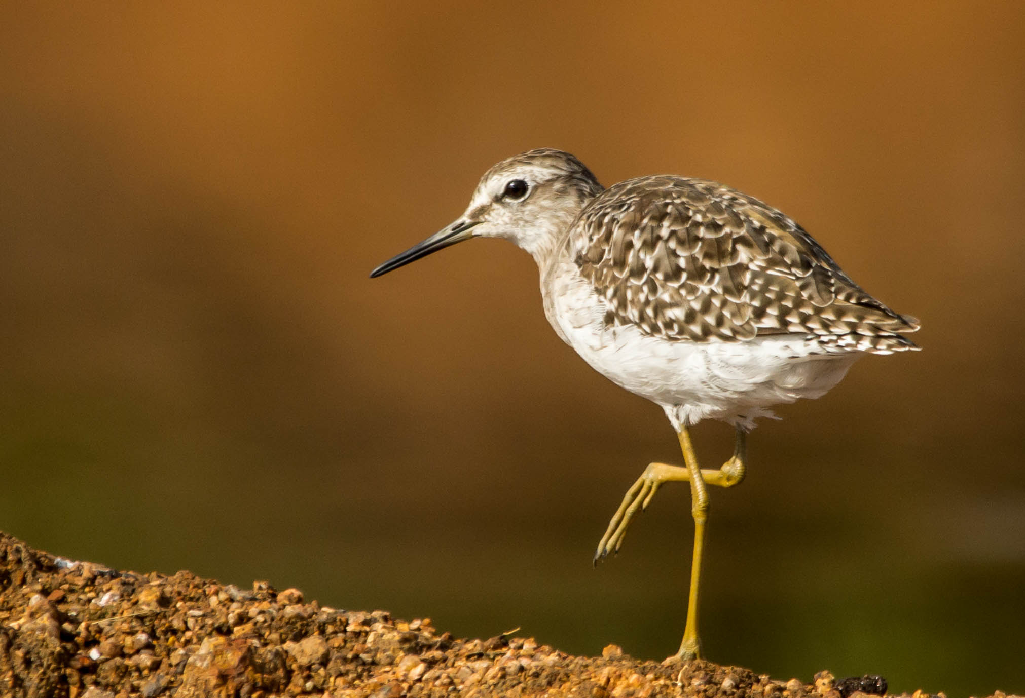 Sigma 150-500mm F5-6.3 DG OS HSM sample photo. Wood sandpiper photography
