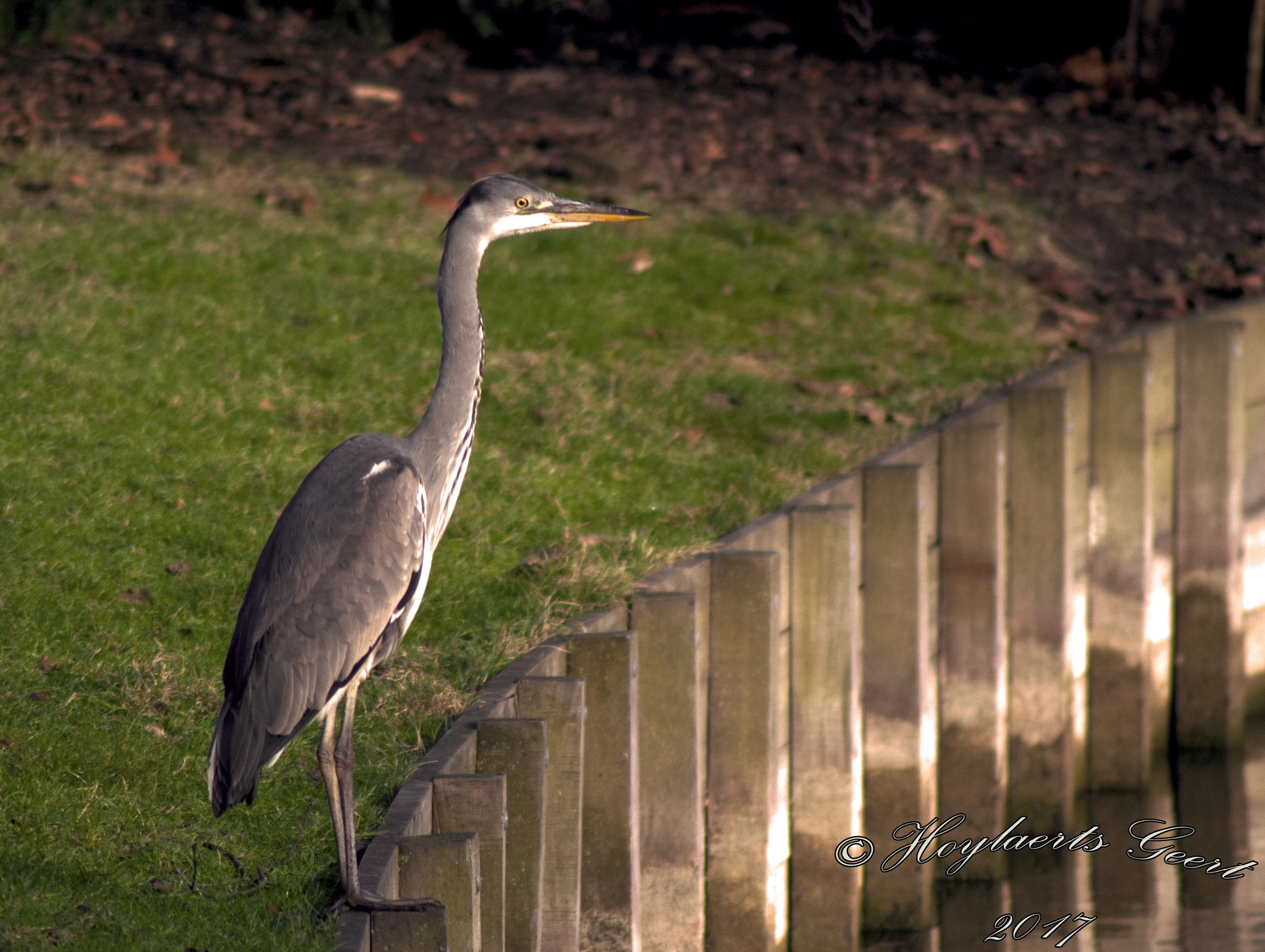 Nikon D60 sample photo. Heron on the water photography