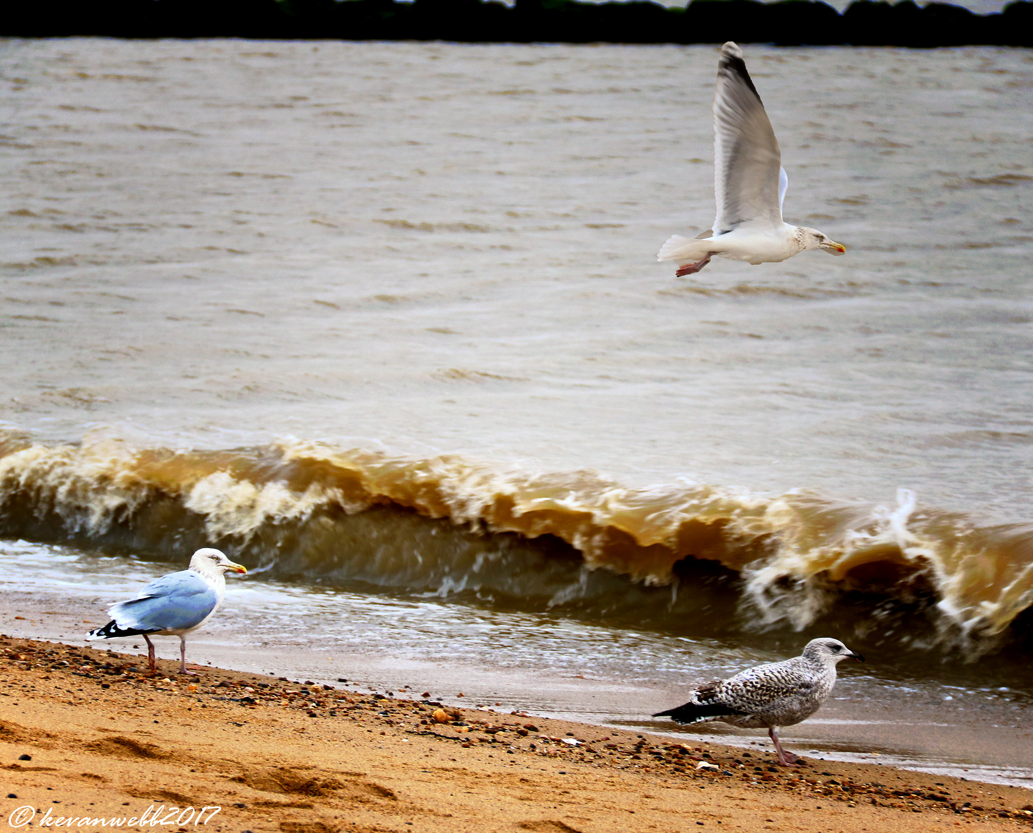 Canon EOS 760D (EOS Rebel T6s / EOS 8000D) sample photo. Three seagull`s photography