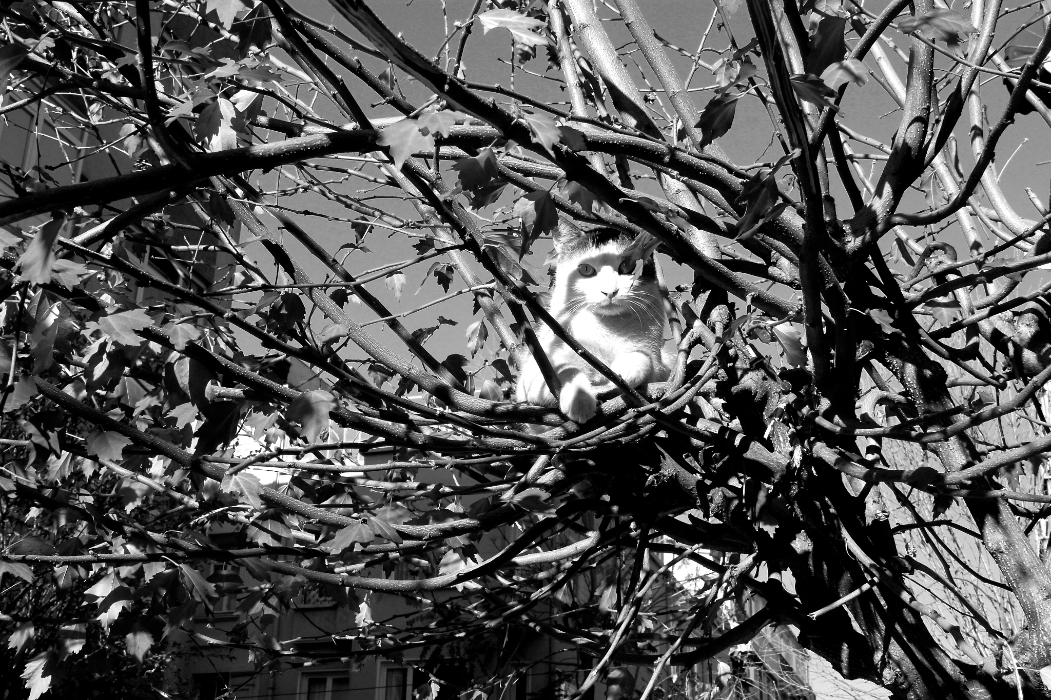 Canon EOS 500D (EOS Rebel T1i / EOS Kiss X3) + Canon EF-S 18-55mm F3.5-5.6 IS sample photo. Cat on tree photography
