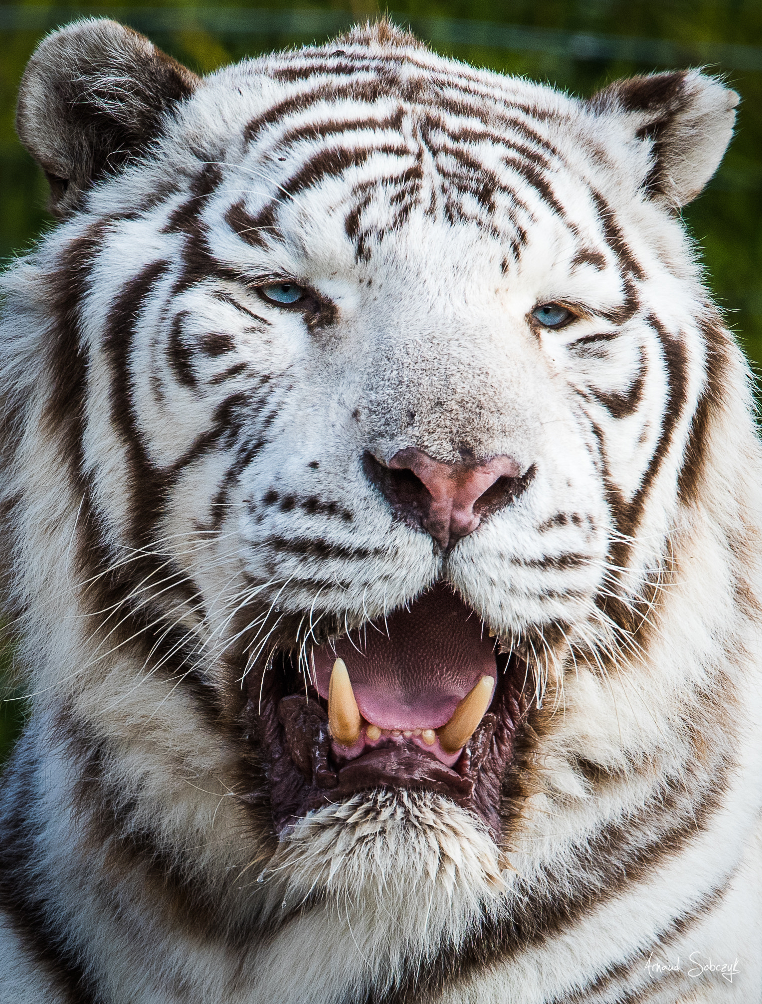 Nikon D810 sample photo. White tiger, portrait photography