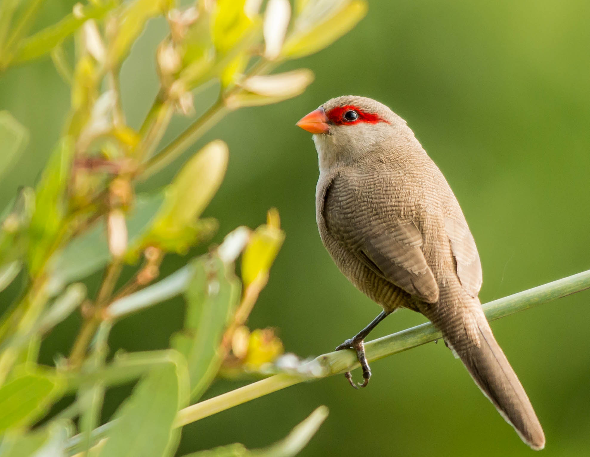 Sigma 150-500mm F5-6.3 DG OS HSM sample photo. Common waxbill photography