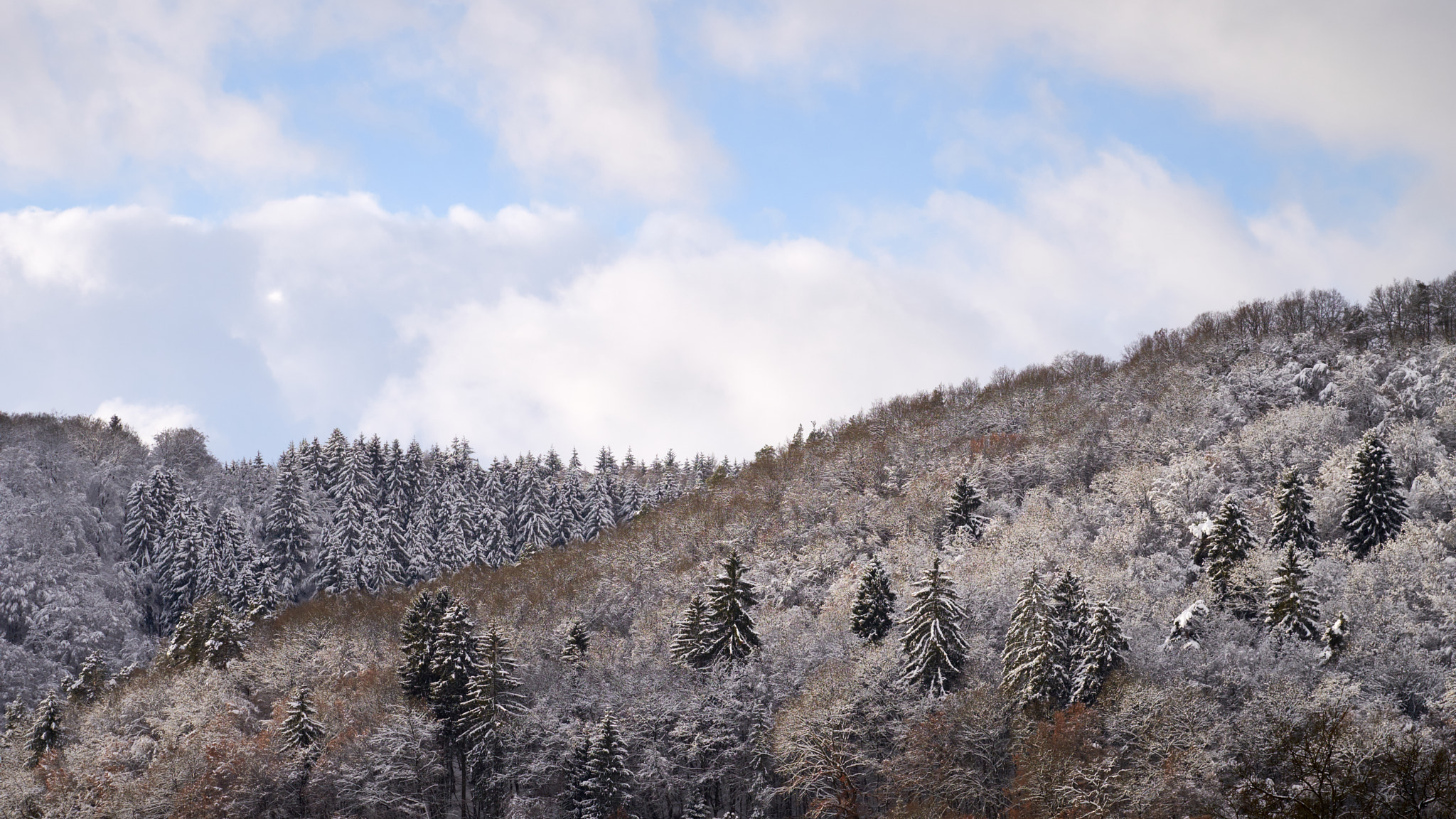 Fujifilm X-Pro2 sample photo. Trees in winter photography