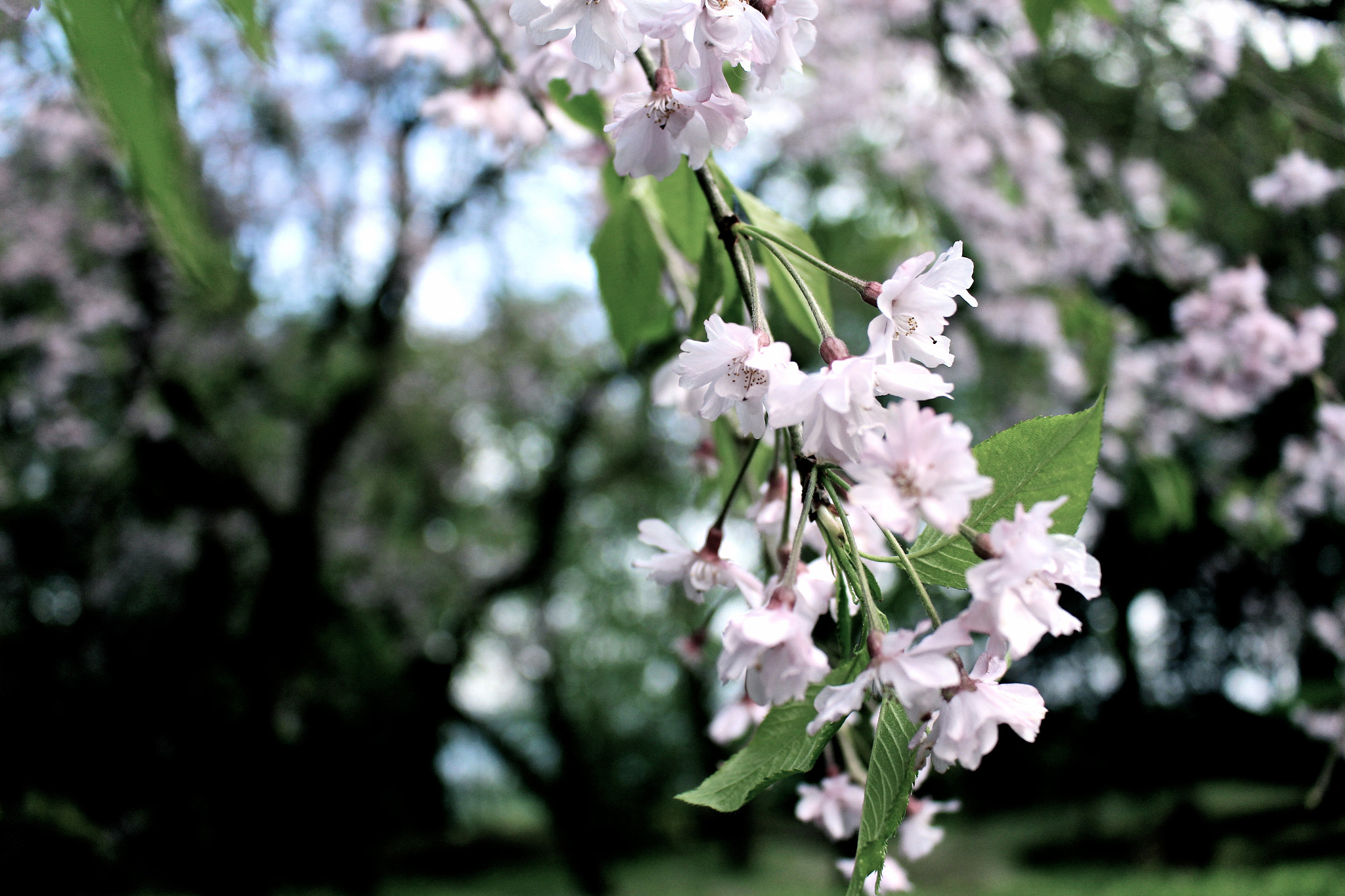 Canon EOS 700D (EOS Rebel T5i / EOS Kiss X7i) + Canon EF-S 18-55mm F3.5-5.6 IS STM sample photo. 桜 photography