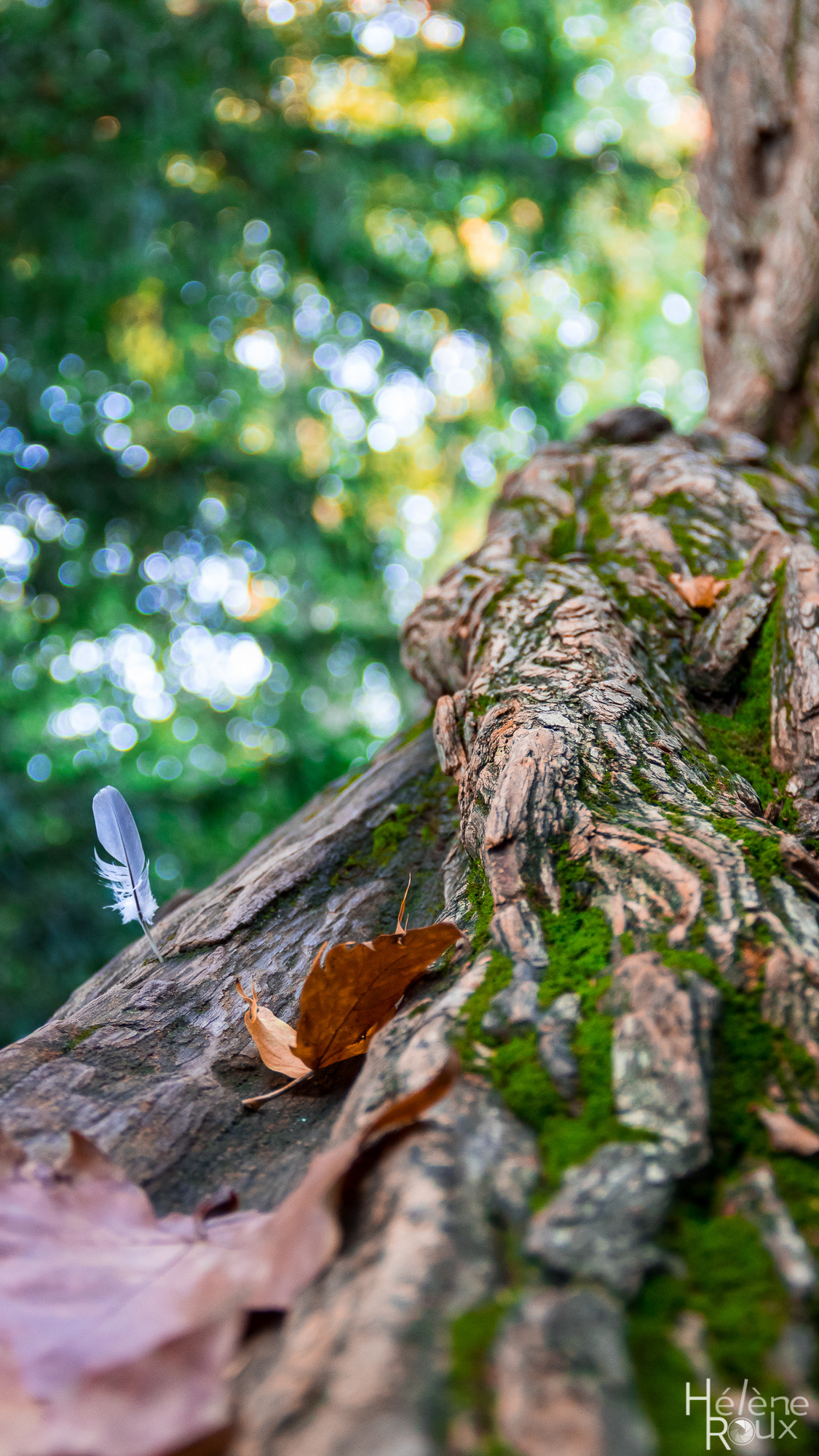 Canon EOS 760D (EOS Rebel T6s / EOS 8000D) sample photo. Bird feather & moss photography