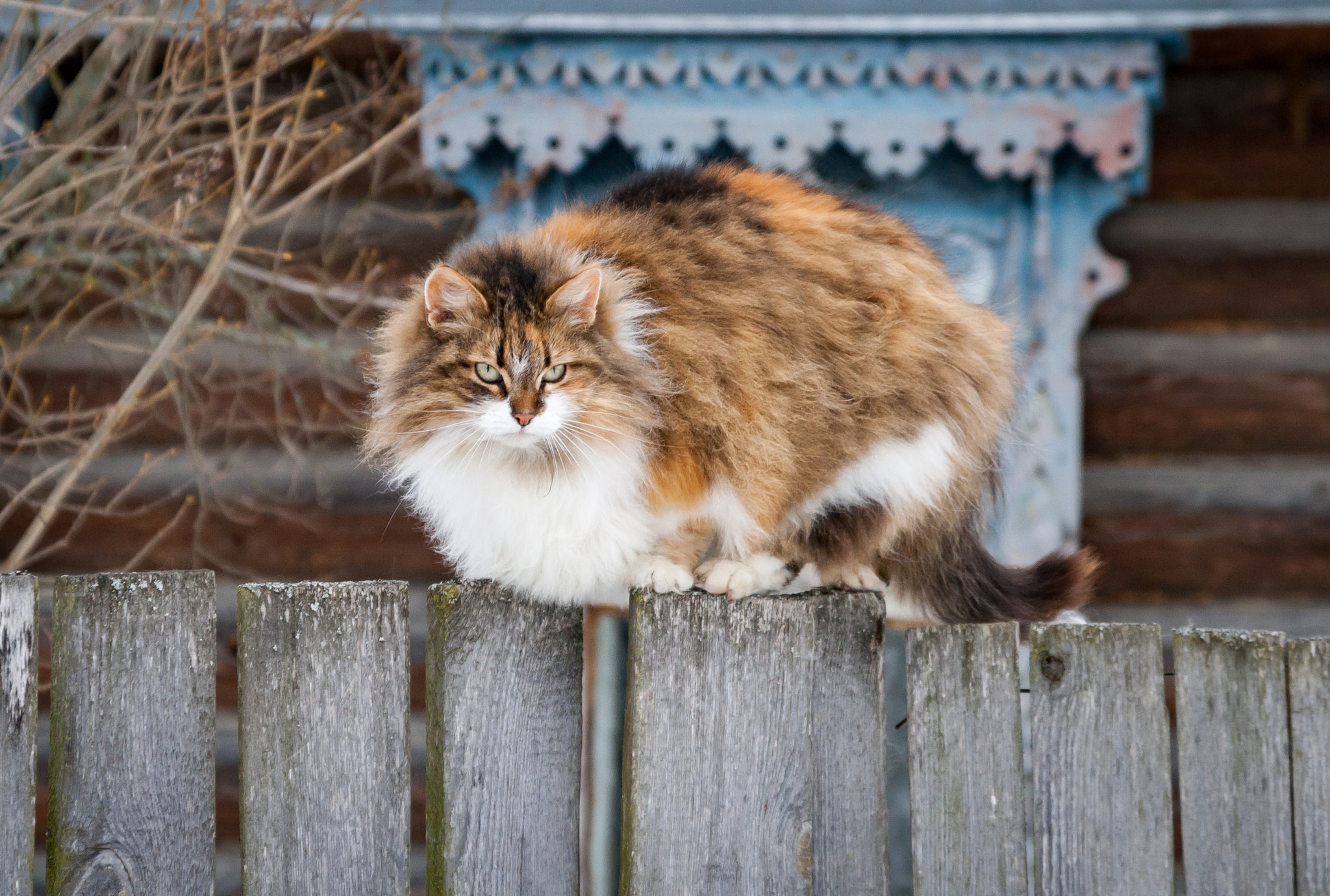 Sigma 17-70mm F2.8-4 DC Macro OS HSM sample photo. Patchy cat | Пестрая кошка photography