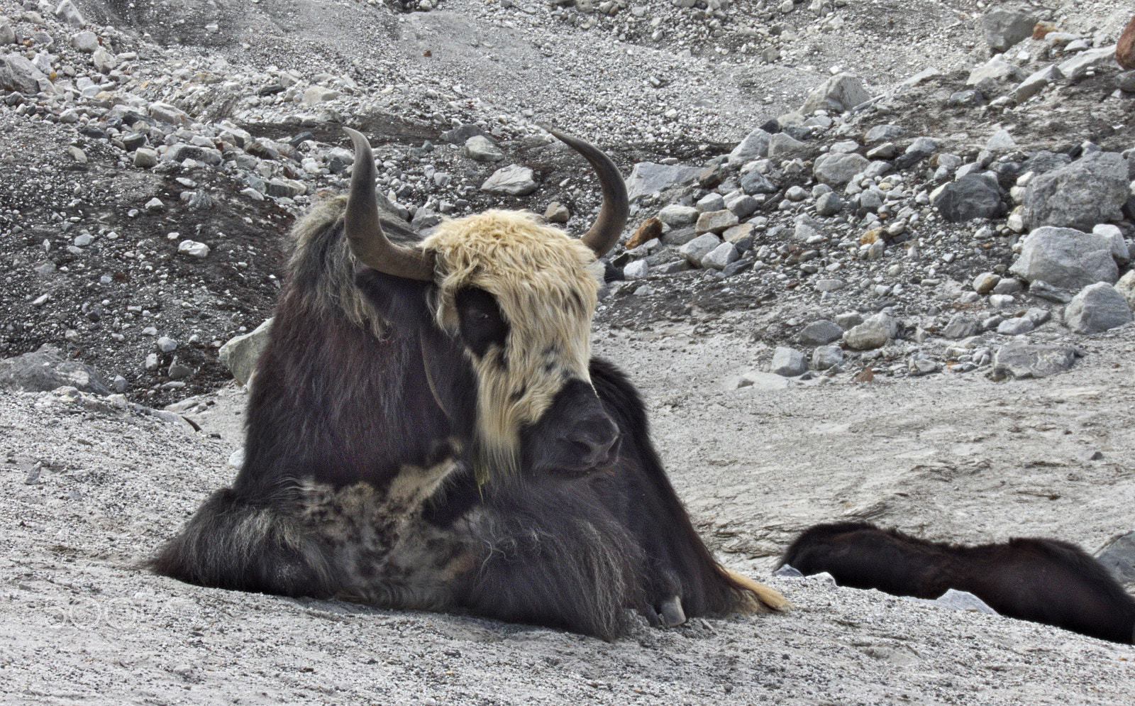 Kodak EasyShare Z990 (EasyShare Max) sample photo. Yak on glacier [nepal] photography