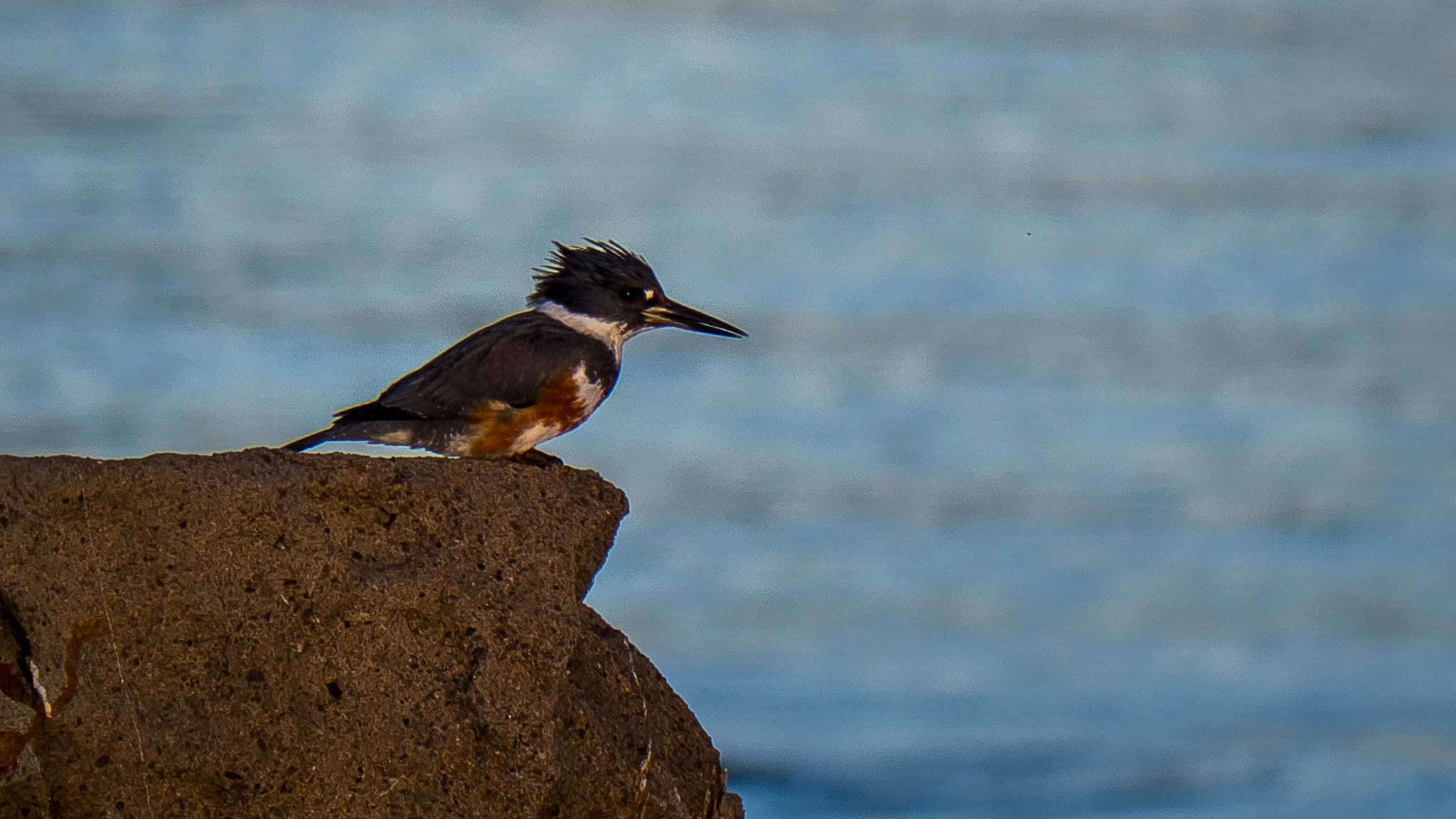 Panasonic Lumix DMC-GH3 sample photo. My first belted kingfisher photography