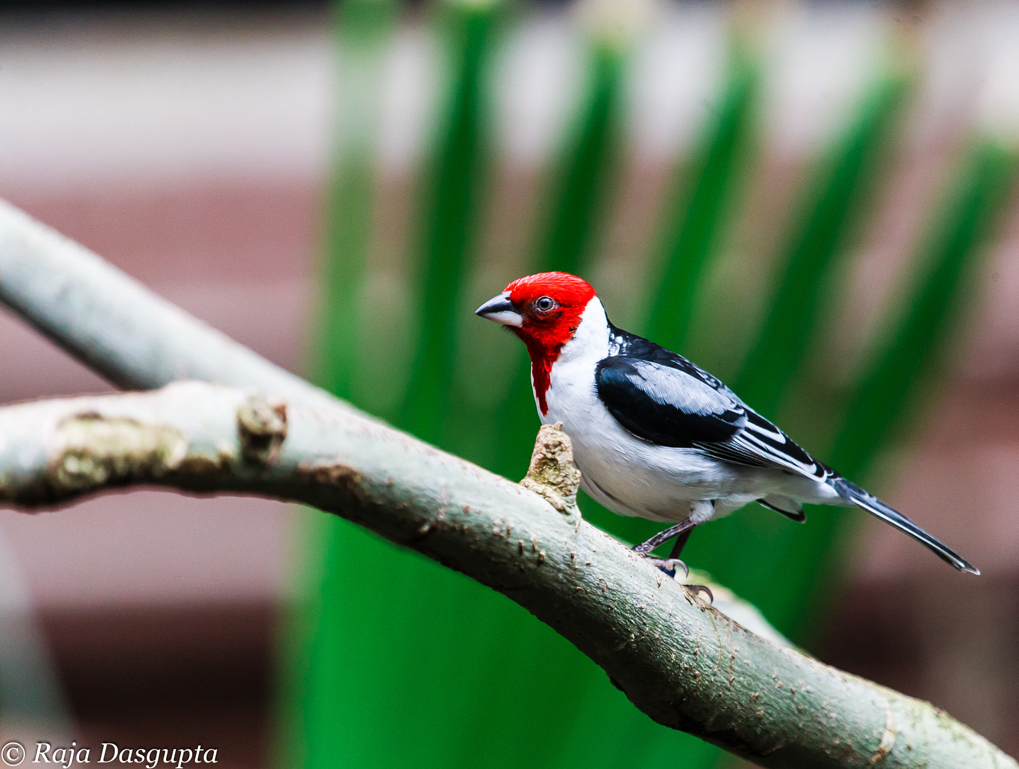 Canon EOS-1D Mark III sample photo. Perch photography