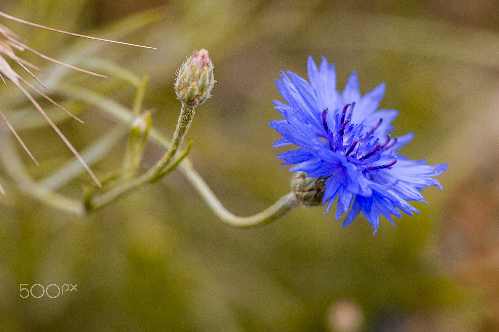 Sigma 105mm F2.8 EX DG OS HSM sample photo. Autumnflower photography