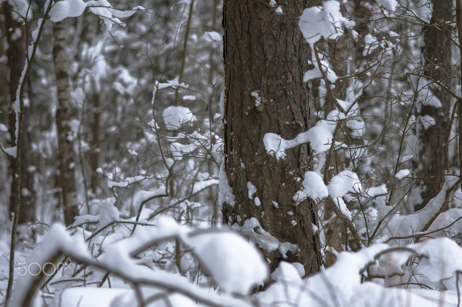 Nikon AF-S Micro-Nikkor 105mm F2.8G IF-ED VR sample photo. зима photography