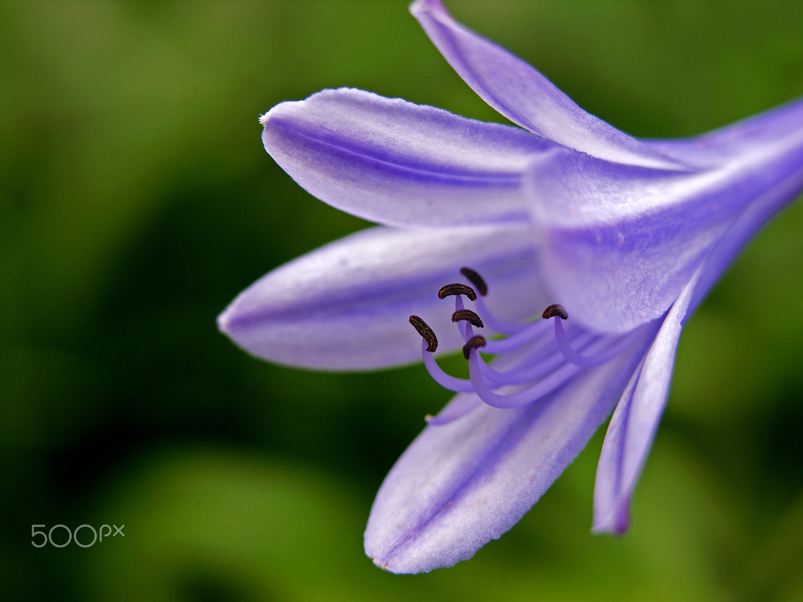 Olympus C8080WZ sample photo. Lucy's purple flower photography