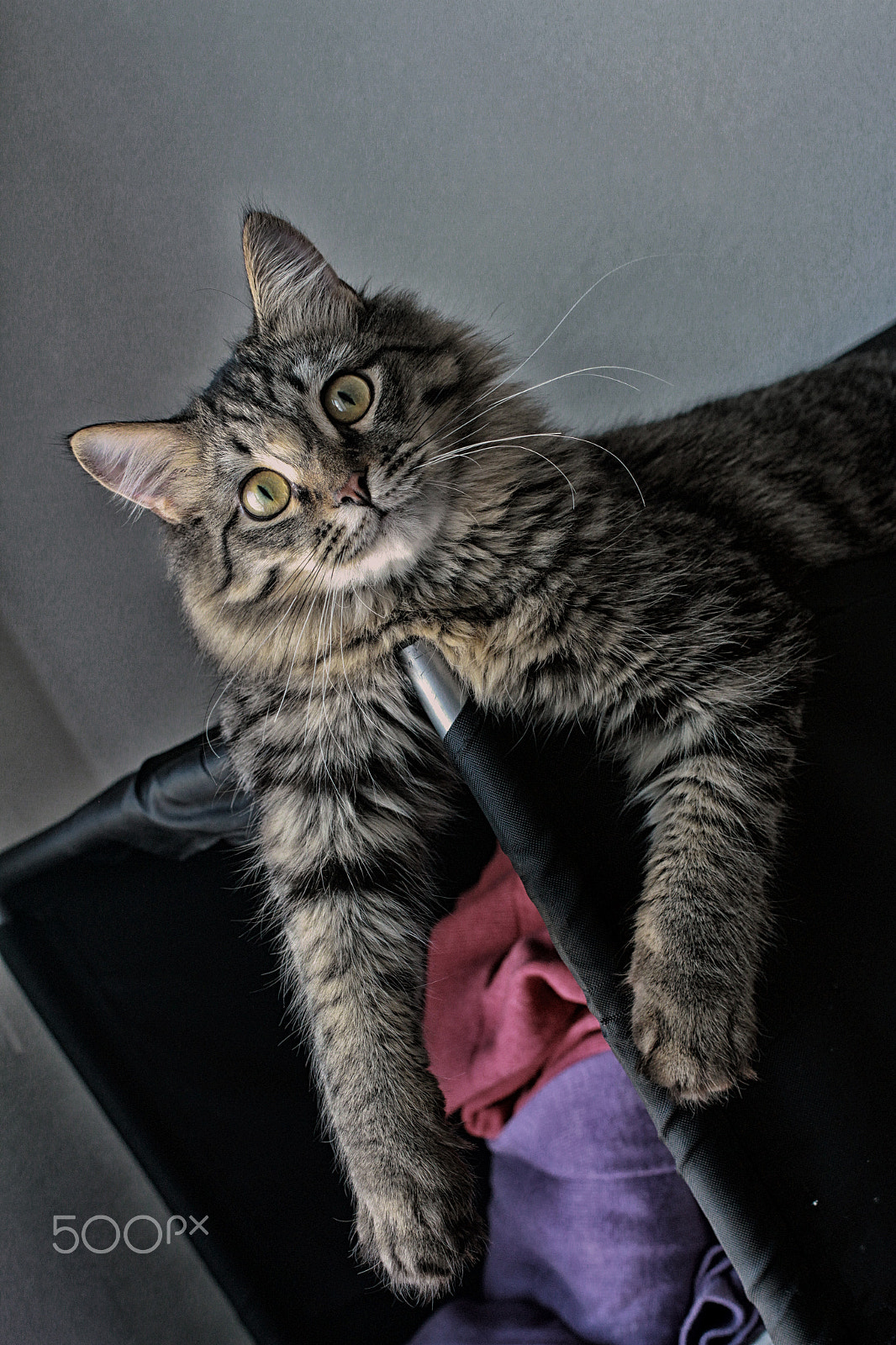 Canon EF 40mm F2.8 STM sample photo. Siberian cat, may be lynx, who know photography