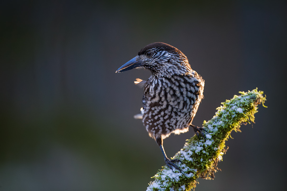 Canon EOS-1D X + Canon EF 500mm F4L IS USM sample photo. Spotted nutcracker photography