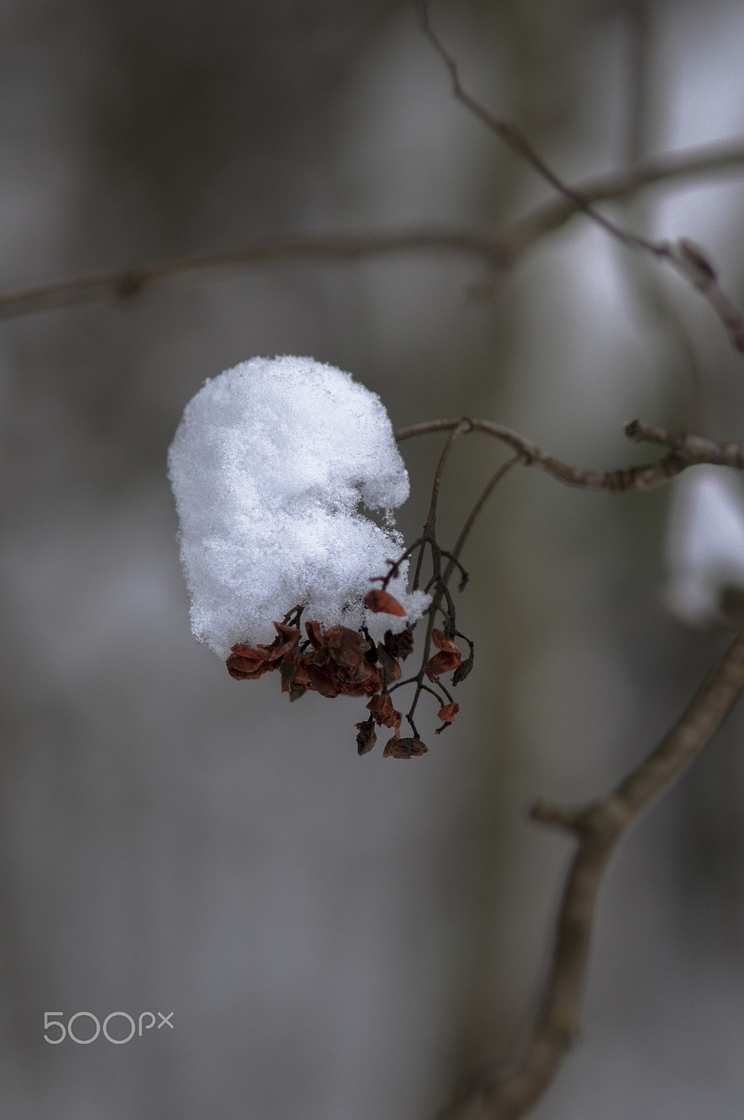 Nikon AF-S Micro-Nikkor 105mm F2.8G IF-ED VR sample photo. зима photography