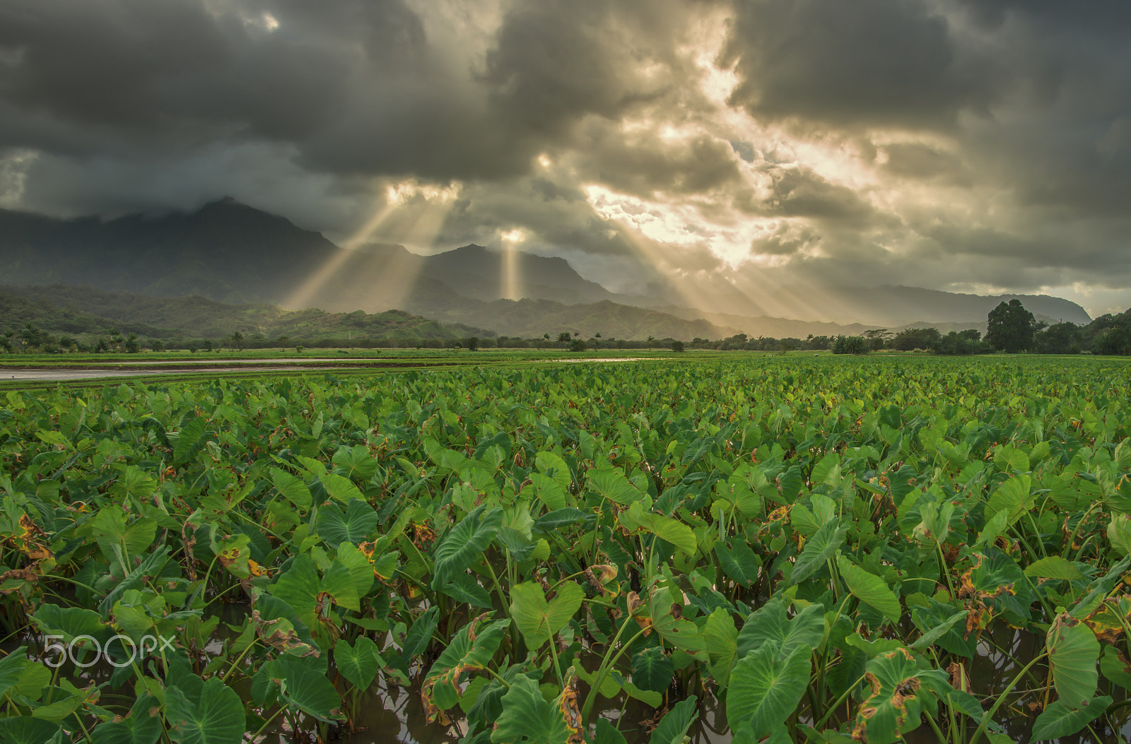 Nikon D800 sample photo. Taro field photography