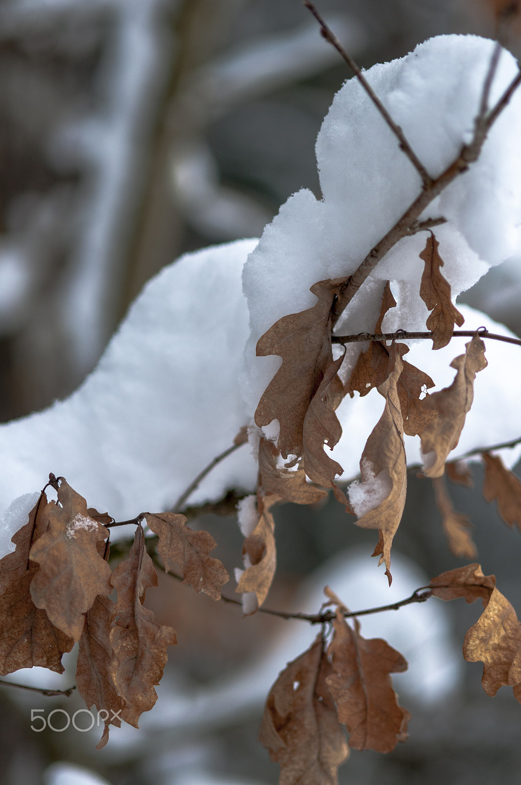 Nikon AF-S Micro-Nikkor 105mm F2.8G IF-ED VR sample photo. зима photography