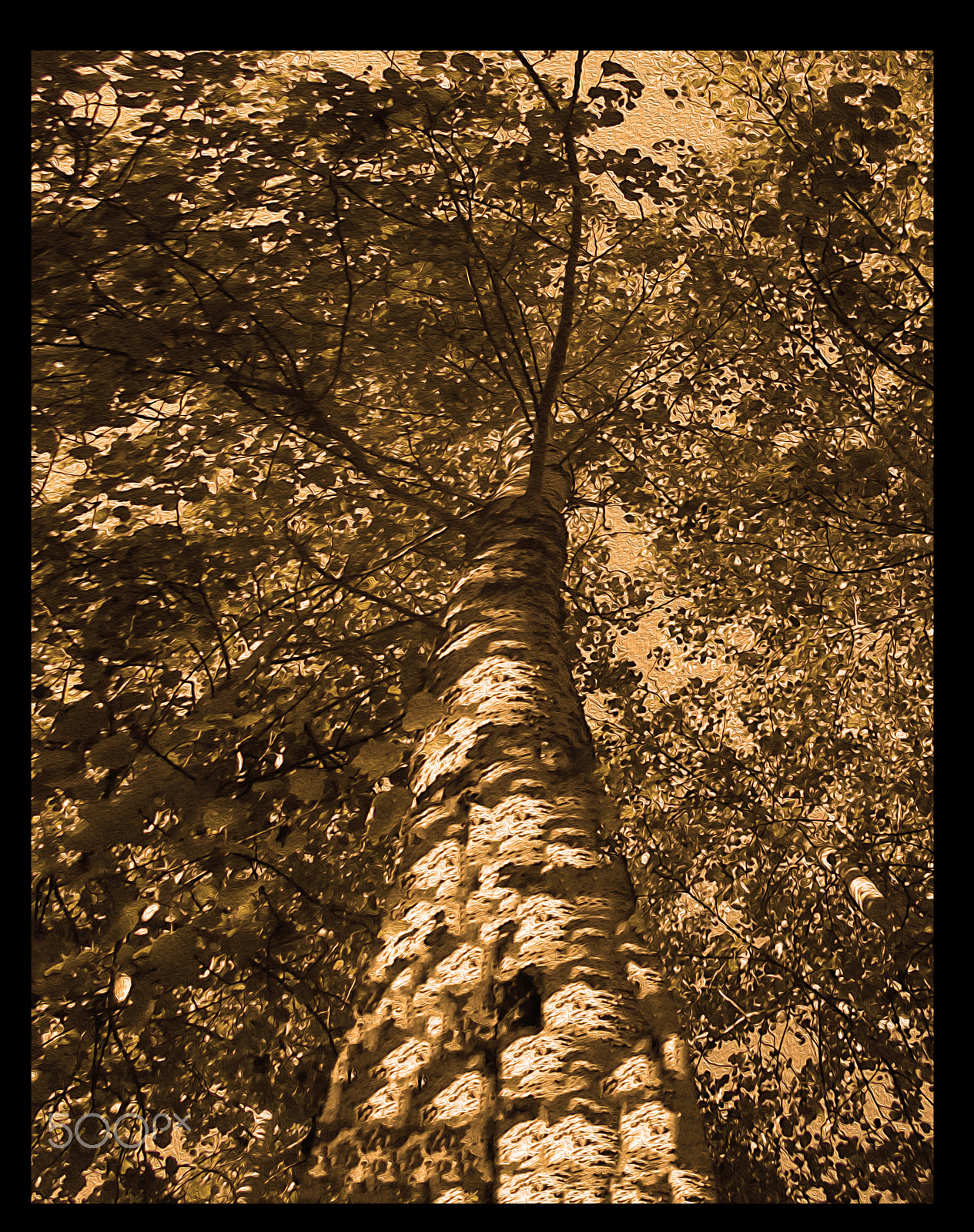 Nikon Coolpix S2900 sample photo. Arbol, photography