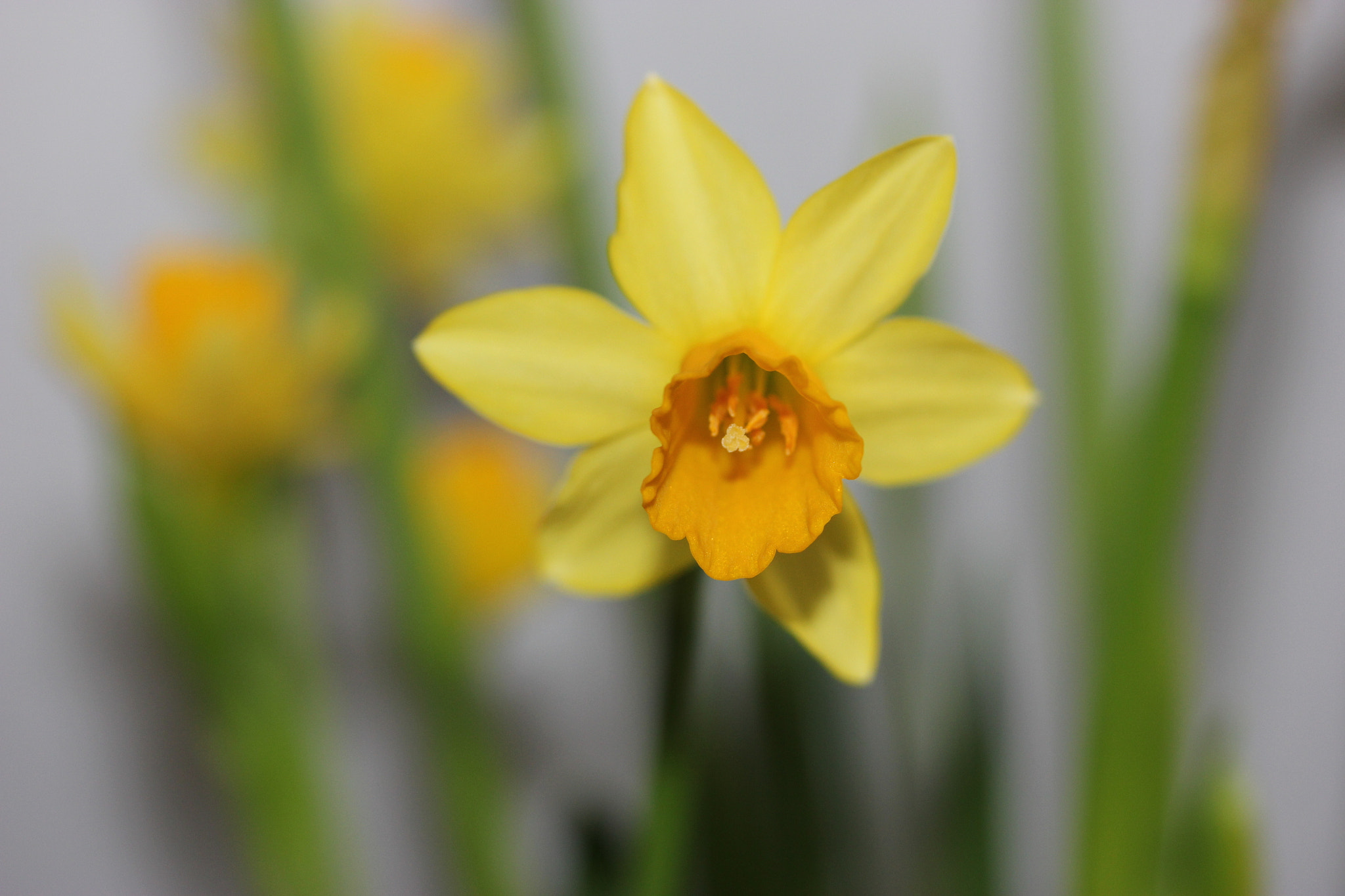 Canon EF-S 60mm F2.8 Macro USM sample photo. Narcissus photography