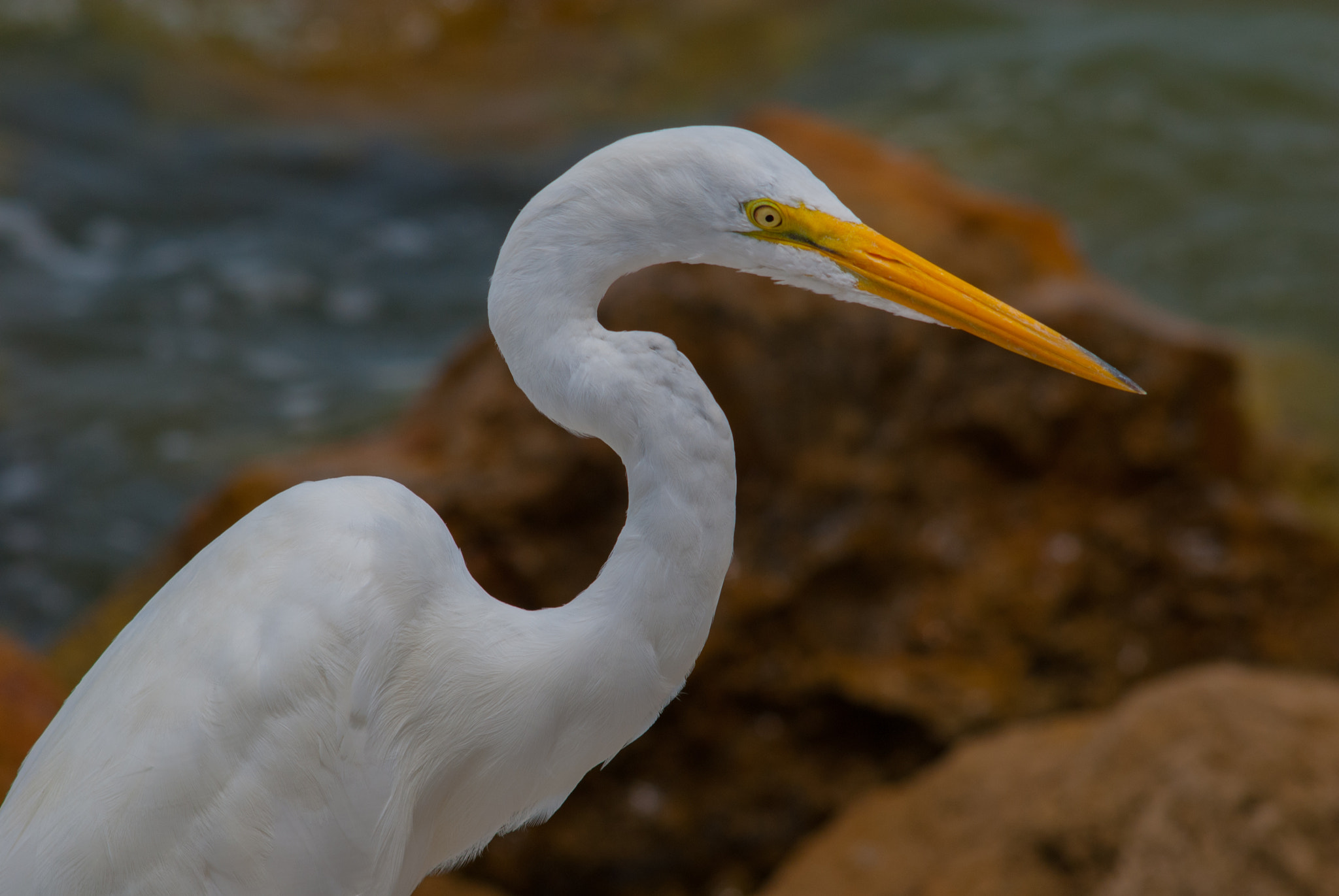 AF Zoom-Nikkor 35-135mm f/3.5-4.5 sample photo. Fcr photography