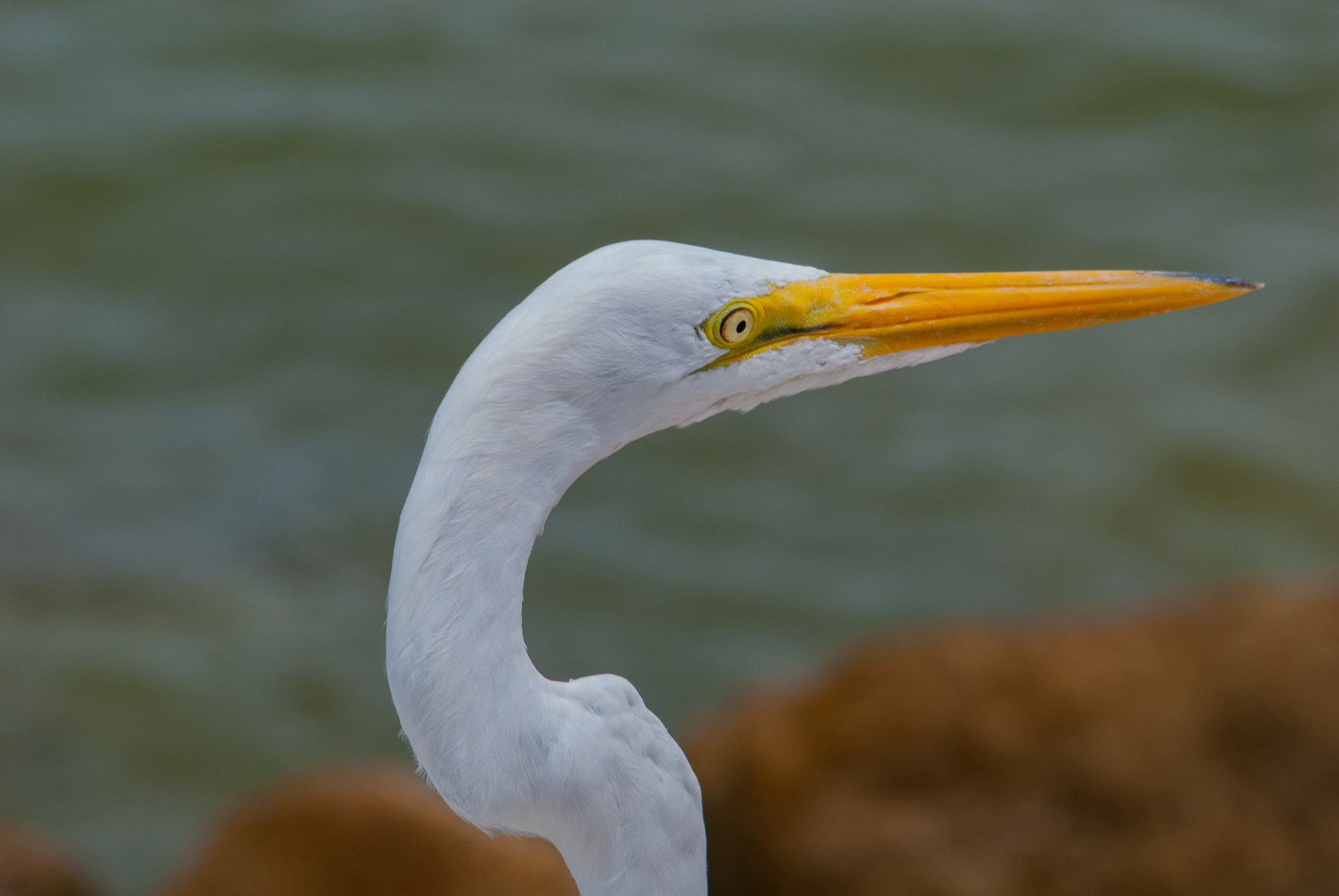 AF Zoom-Nikkor 35-135mm f/3.5-4.5 sample photo. Fcr photography