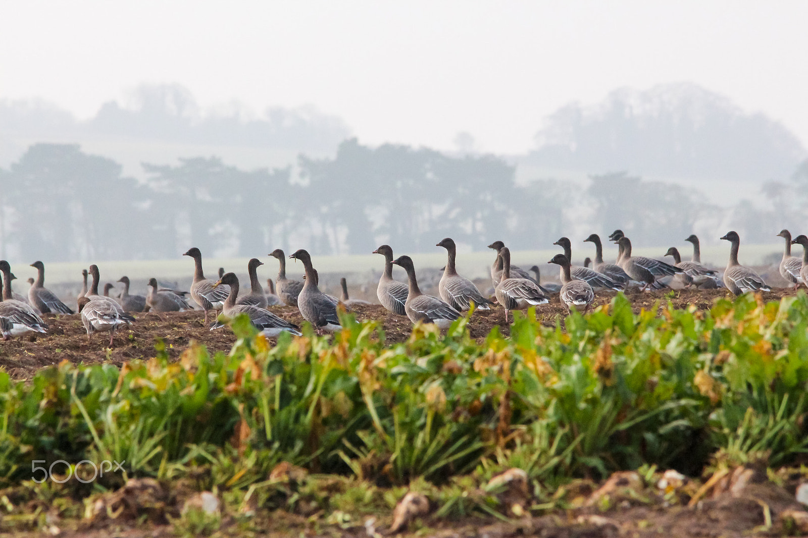 Sigma 150-500mm F5-6.3 DG OS HSM sample photo. Pink-footed geese photography