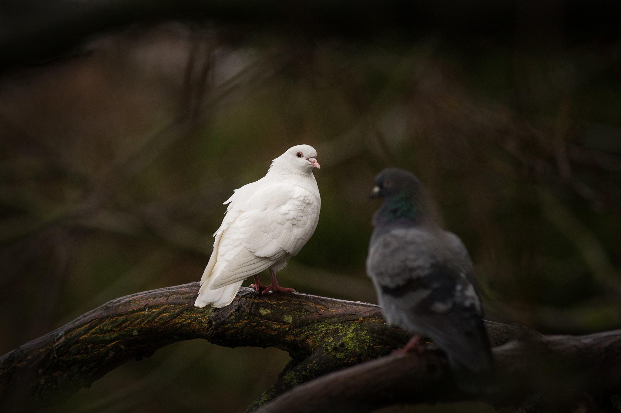 Canon EF 300mm f/4L sample photo. White dove photography