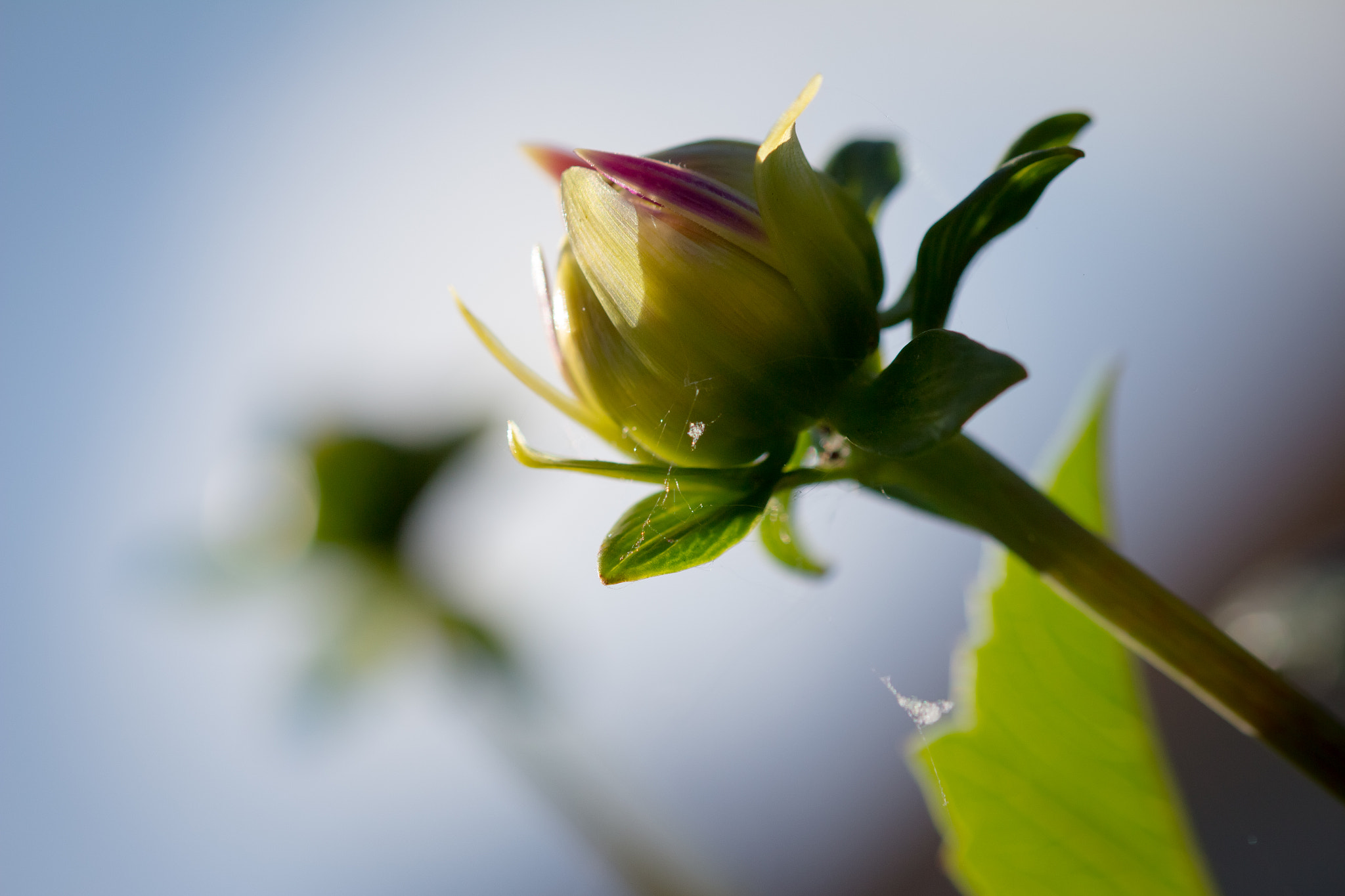 Sigma 105mm F2.8 EX DG OS HSM sample photo. Bourgeon photography