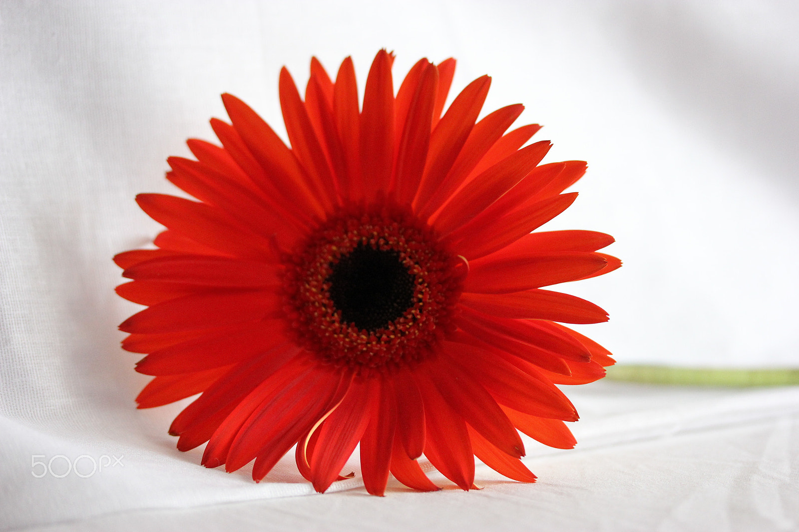Canon EF-S 60mm F2.8 Macro USM sample photo. Gerbera photography