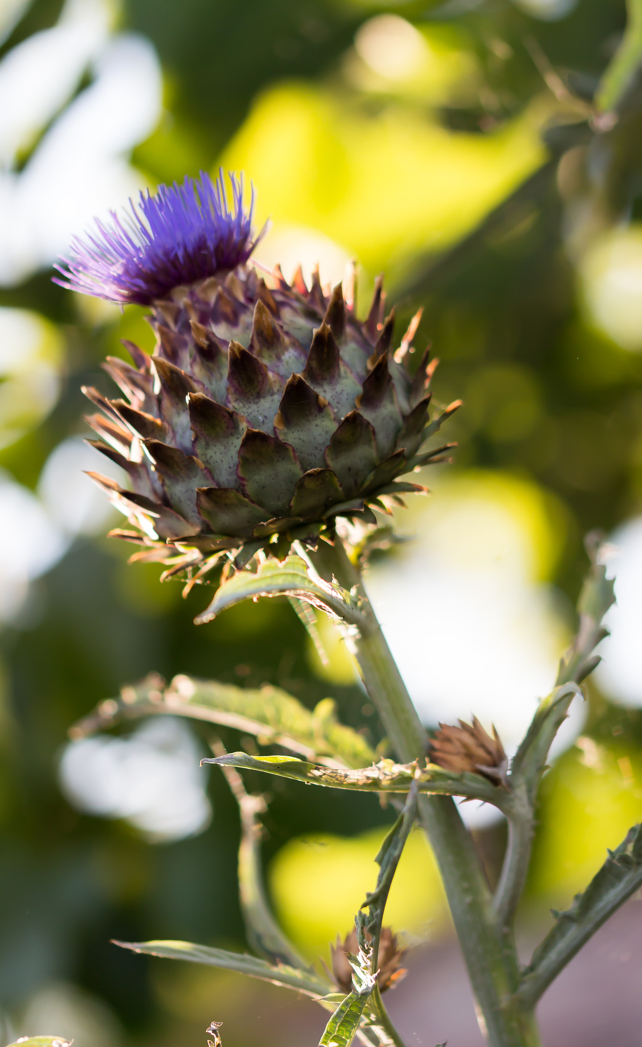 Sigma 105mm F2.8 EX DG OS HSM sample photo. Qui s'y frotte photography