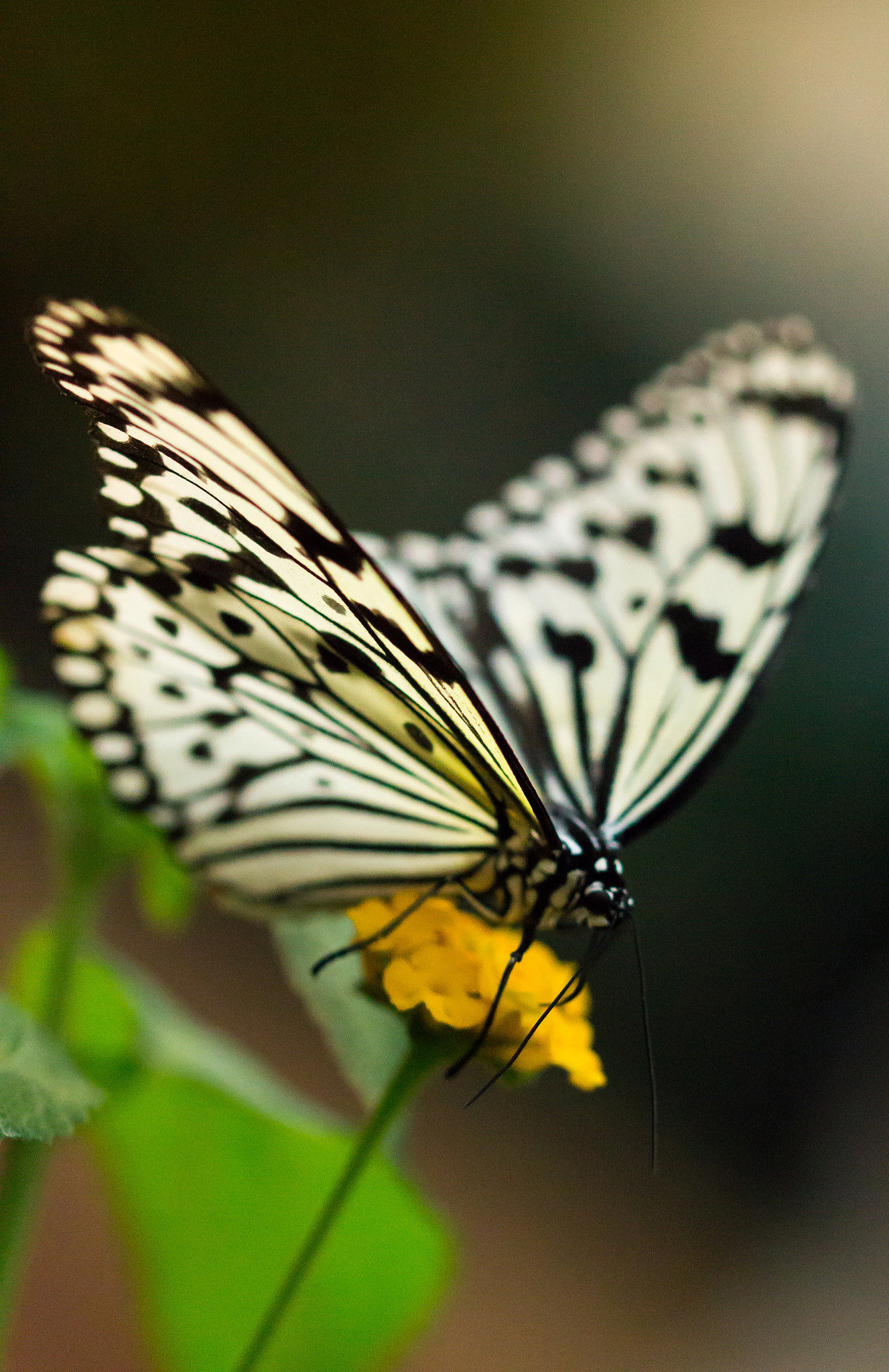 Sigma 105mm F2.8 EX DG OS HSM sample photo. L'effet papillon photography