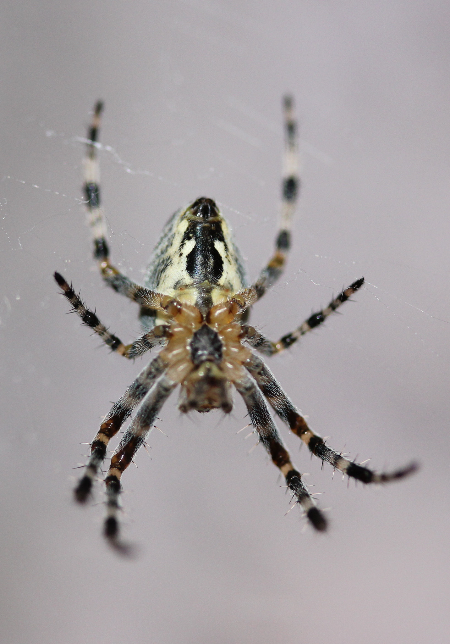 Canon EF-S 60mm F2.8 Macro USM sample photo. Spiders photography