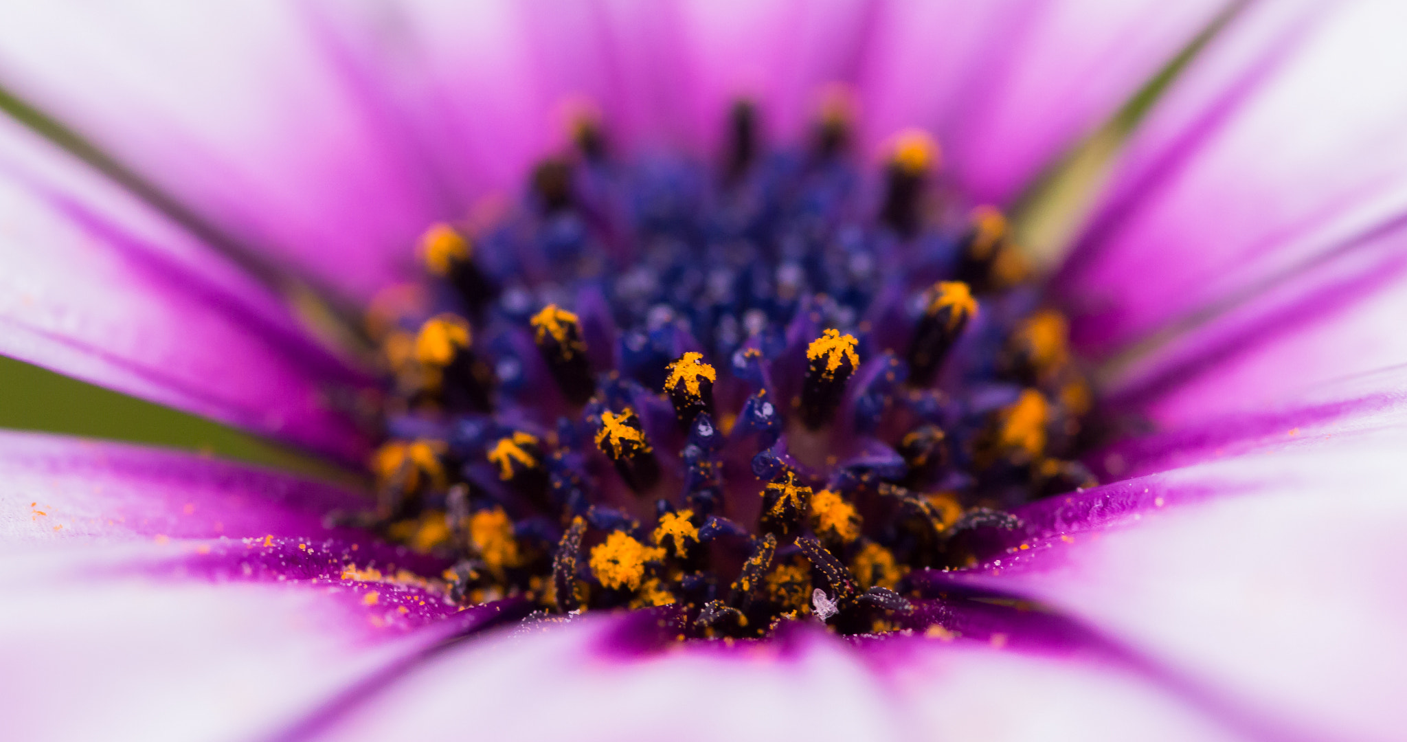 Sigma 105mm F2.8 EX DG OS HSM sample photo. Flower photography
