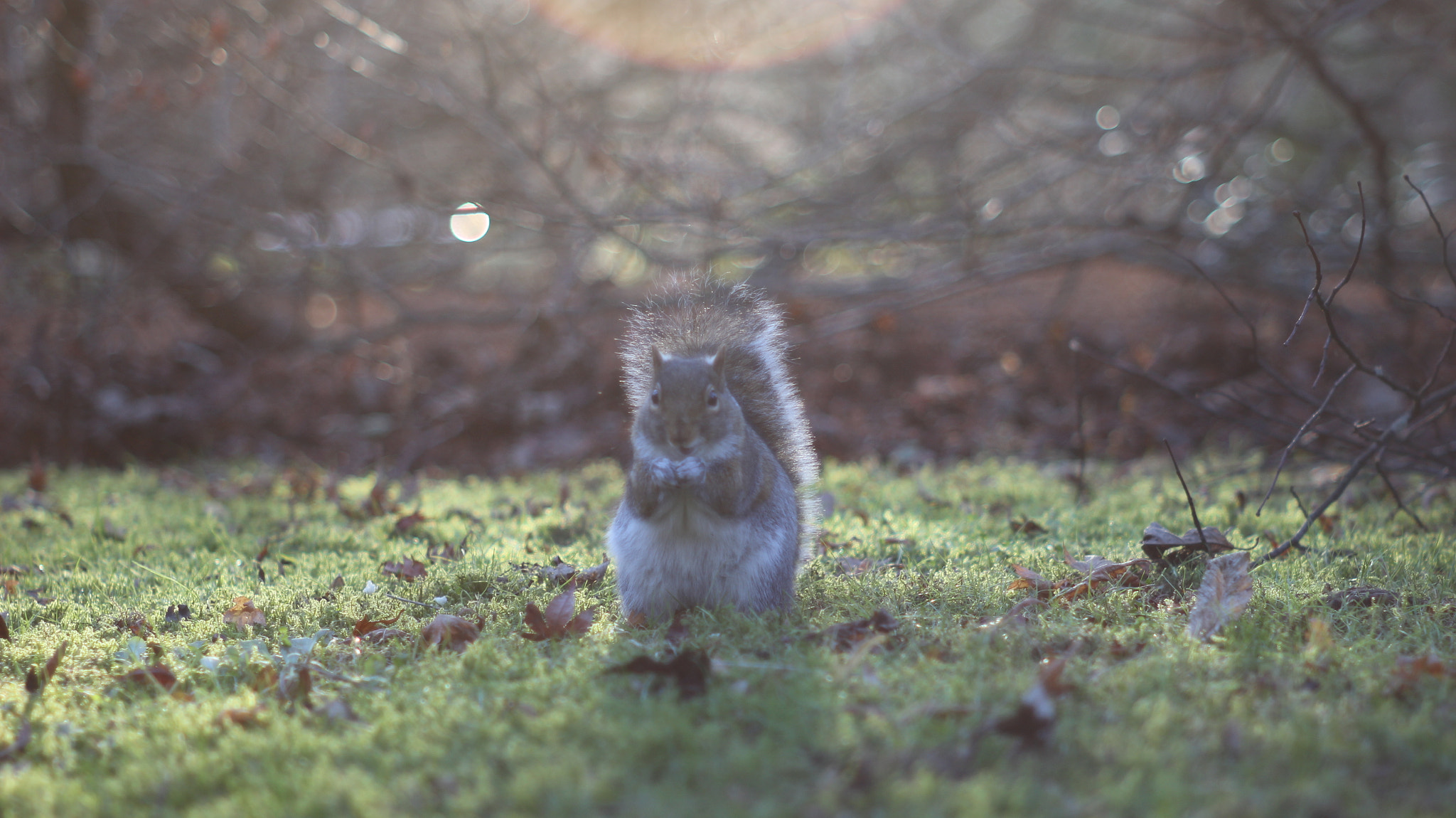 Canon EOS 100D (EOS Rebel SL1 / EOS Kiss X7) sample photo. Squirrel 2 photography