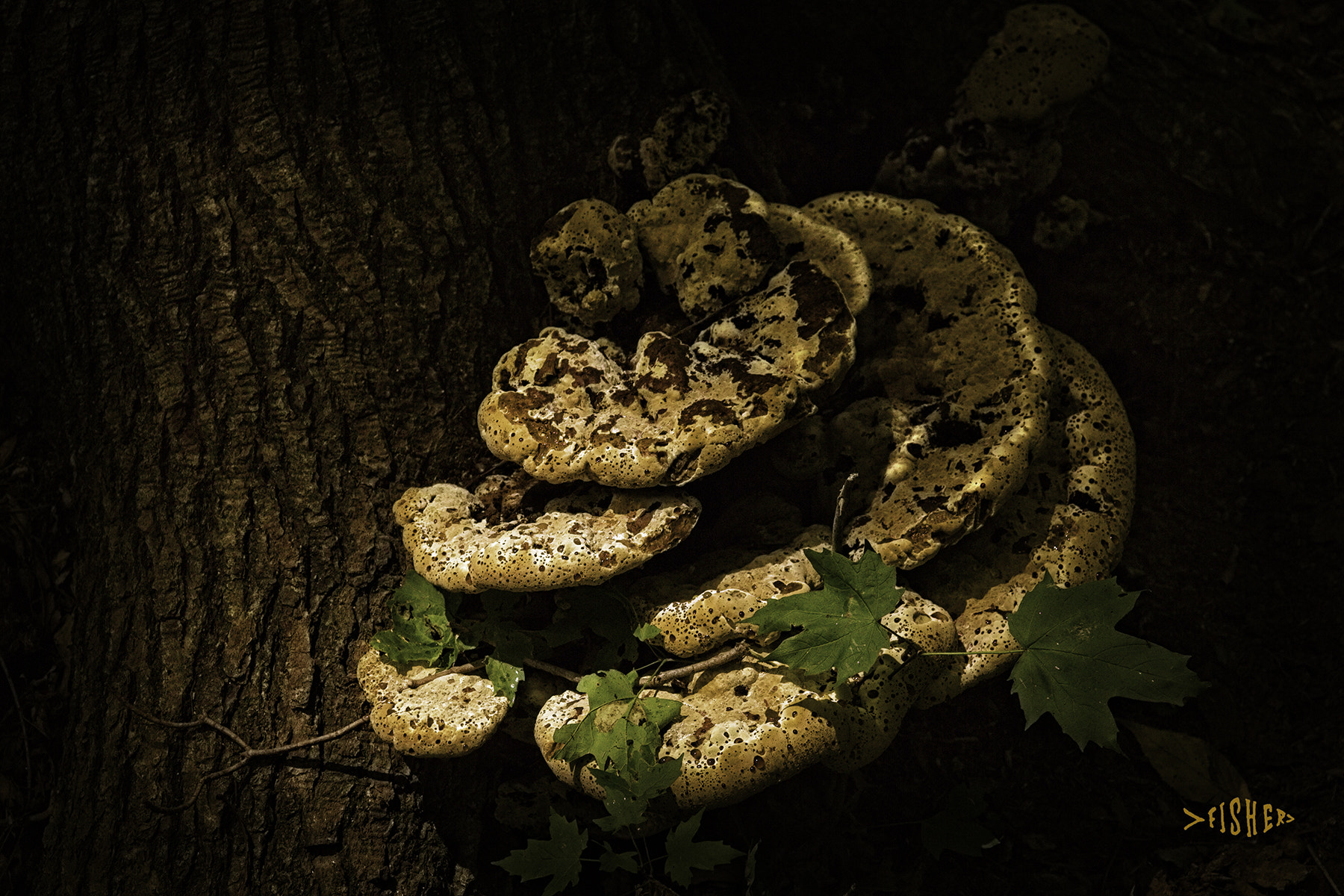 Canon EOS 650D (EOS Rebel T4i / EOS Kiss X6i) sample photo. Brown mushroom photography