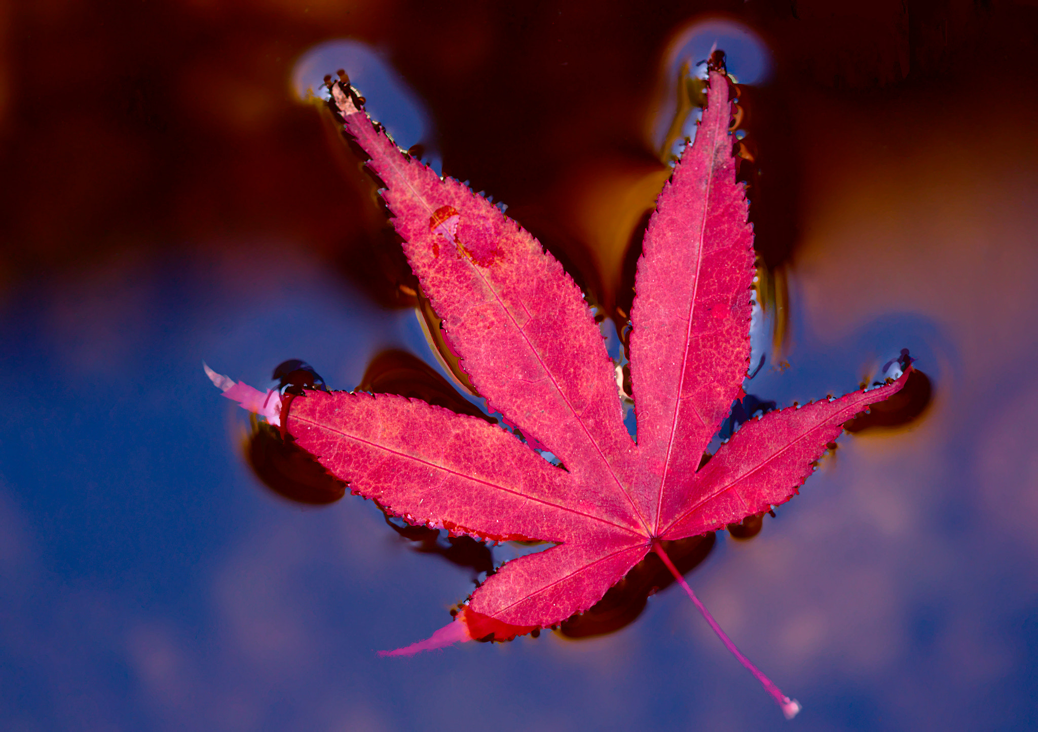 Canon EF 100mm F2.8 Macro USM sample photo. Herbst photography