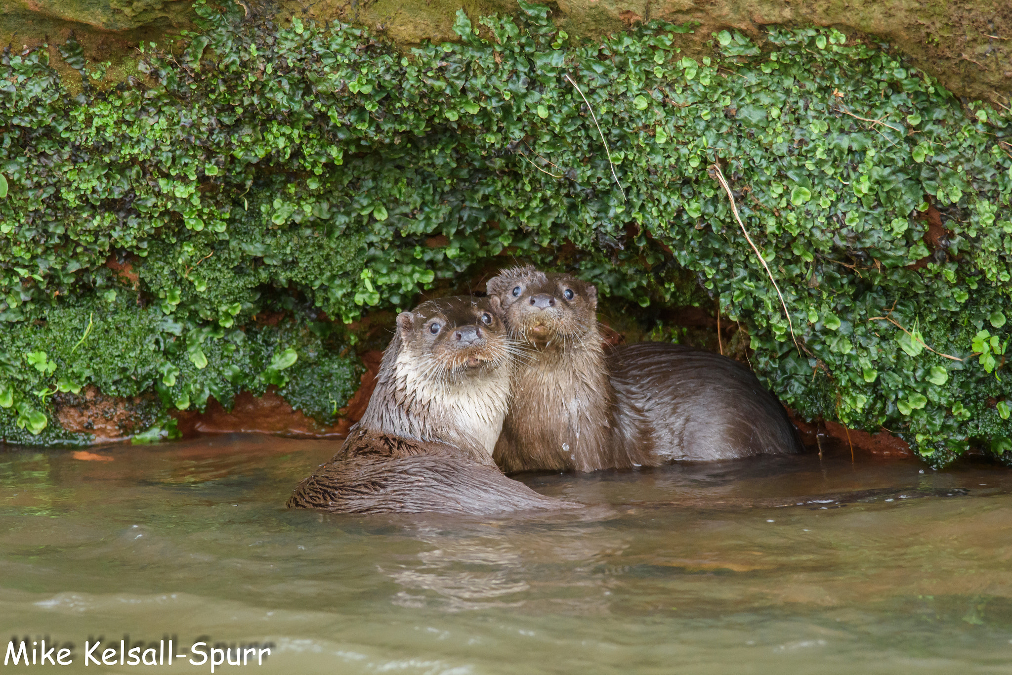 Nikon D7200 + Nikon AF-S Nikkor 300mm F4D ED-IF sample photo. Wild otters photography
