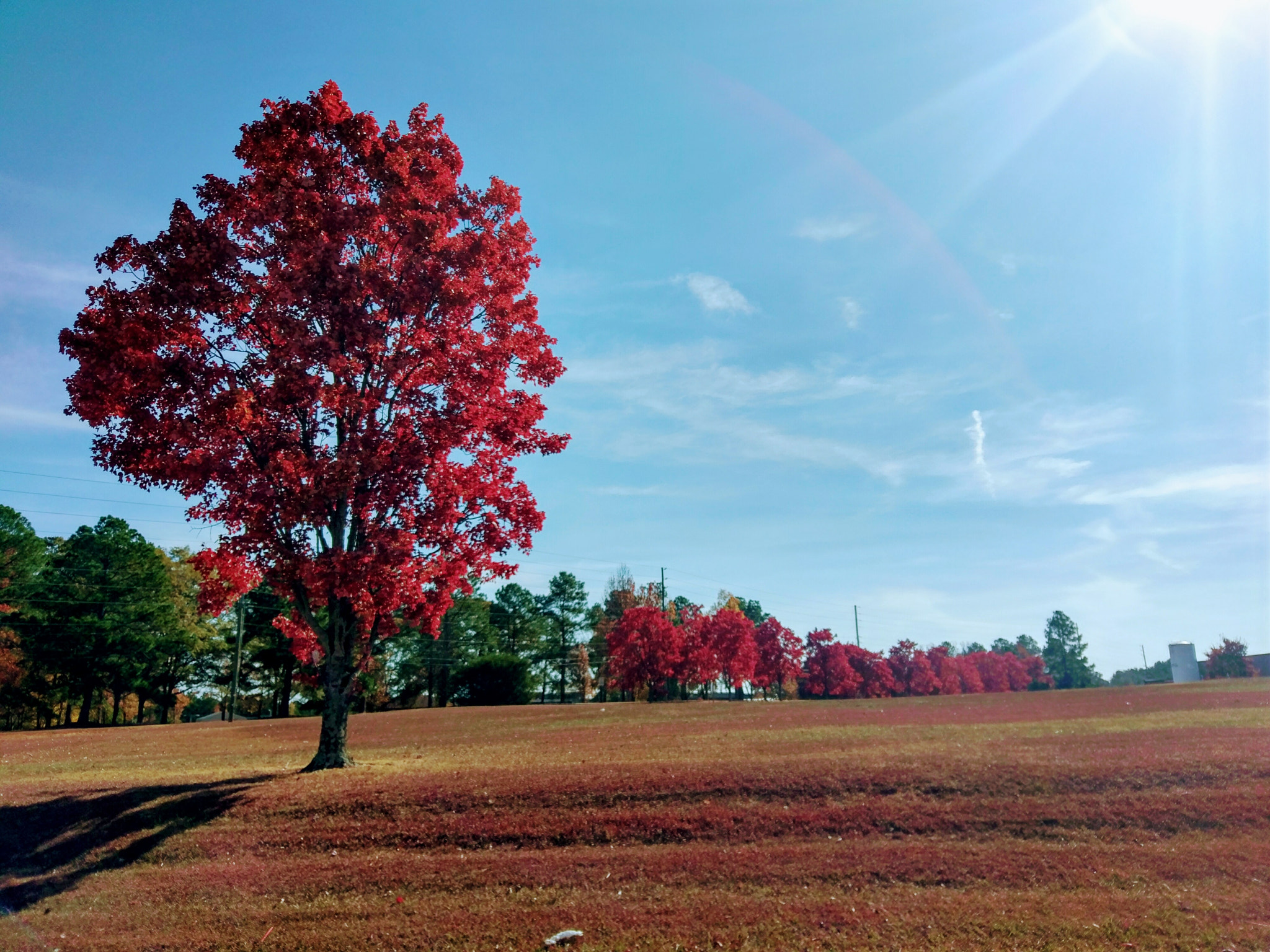 HTC M10 sample photo. Blood treez photography