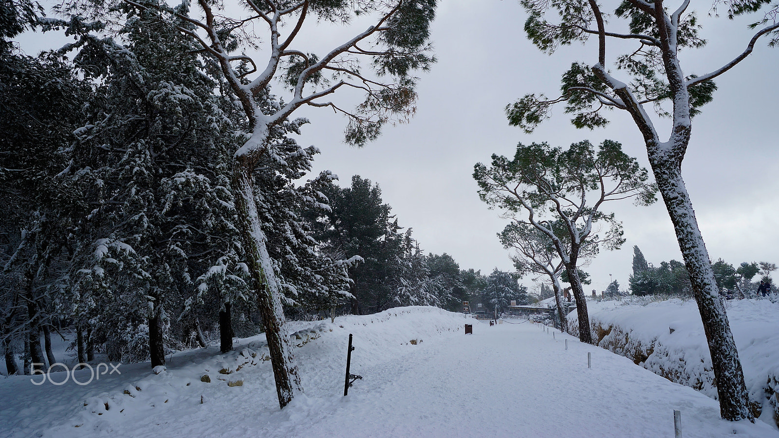 Sony SLT-A99V sample photo. It's winter time! photography