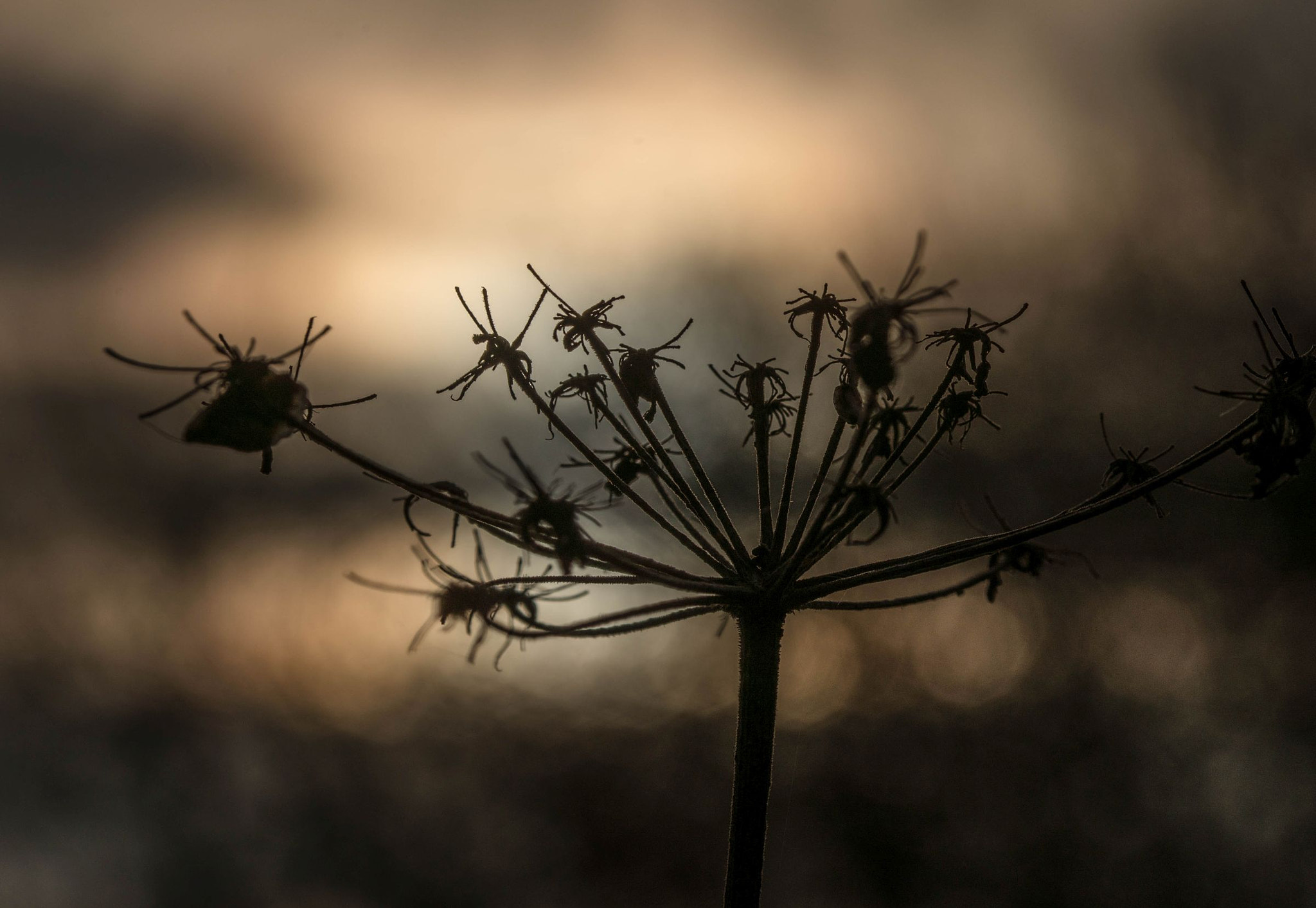 Sigma 105mm F2.8 EX DG OS HSM sample photo. Light games photography