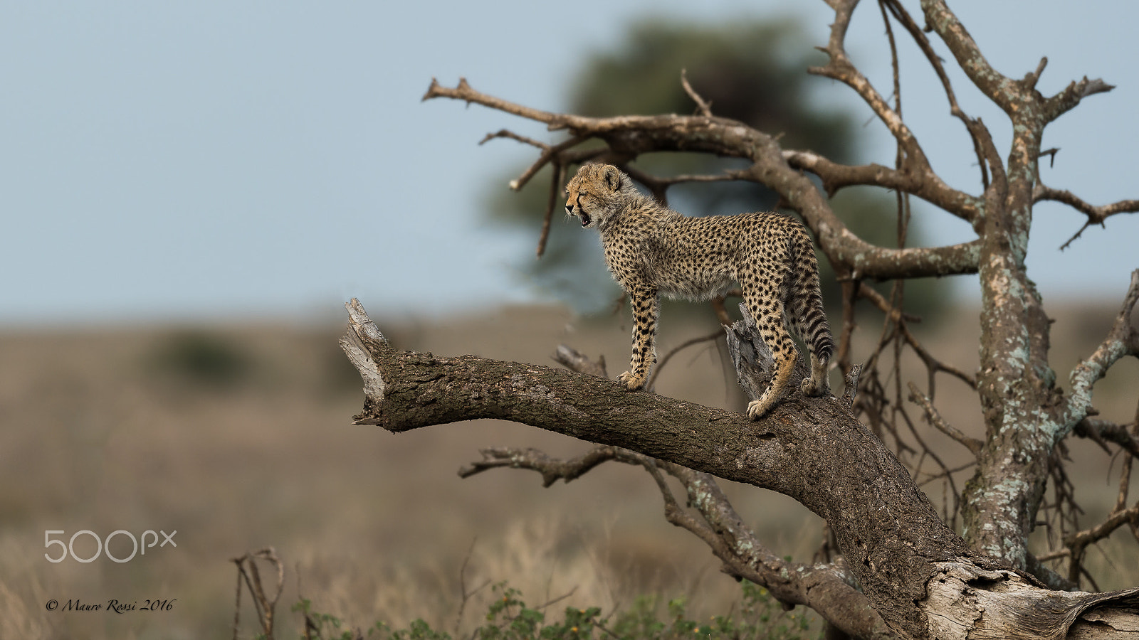 Nikon AF-S Nikkor 500mm F4E FL ED VR sample photo. "what a bore..nothing interesting.." young cheetah photography