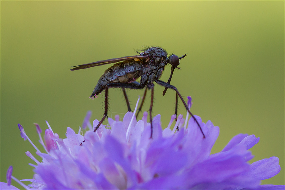 Canon EOS 7D + Sigma 105mm F2.8 EX DG Macro sample photo. The beauty and the beast photography