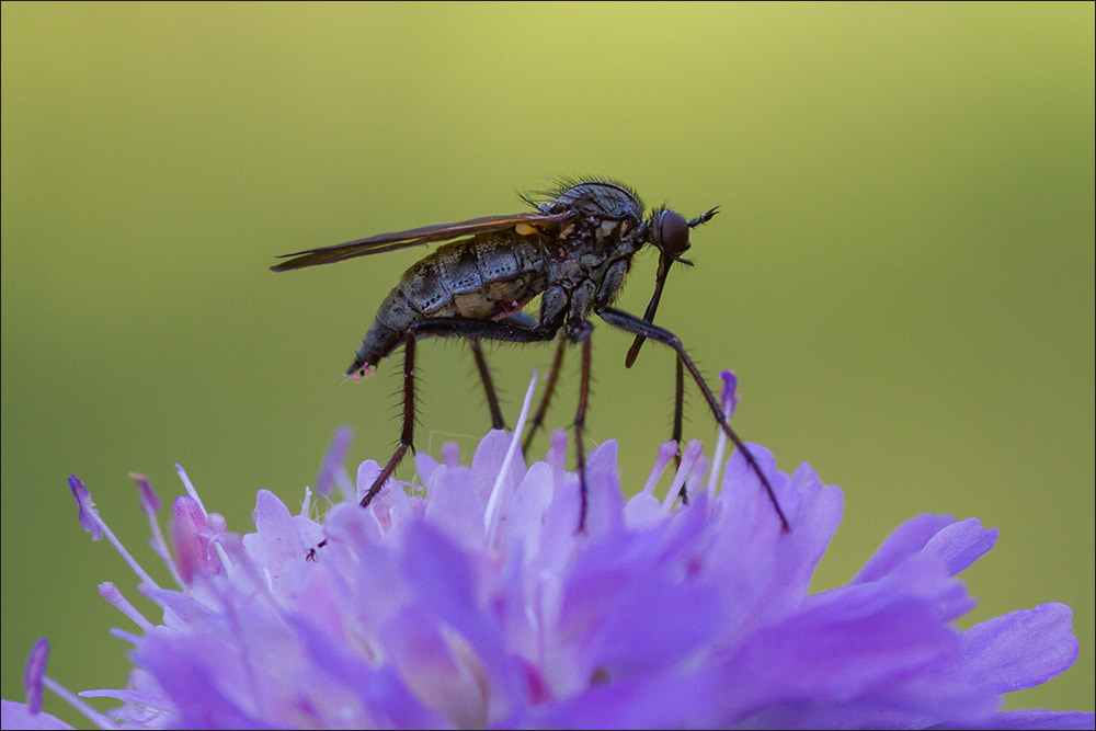 Canon EOS 7D sample photo. The beauty and the beast photography