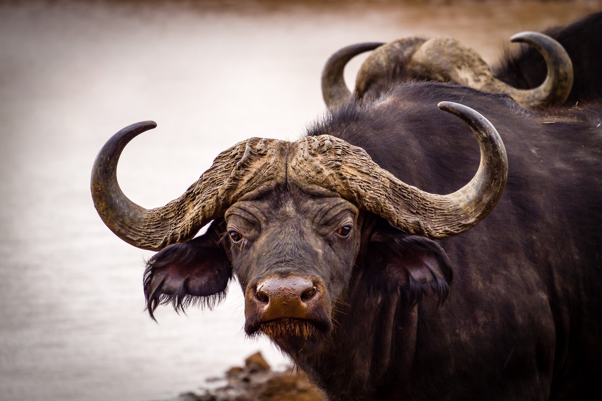 Olympus OM-D E-M1 Mark II sample photo. Cape buffalo photography