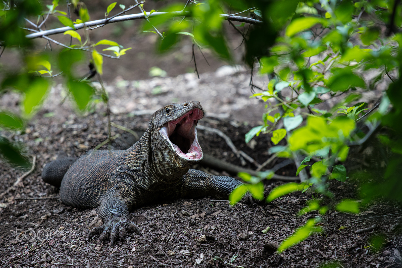 Canon EF 70-200mm F4L IS USM sample photo. Komodo dragon photography