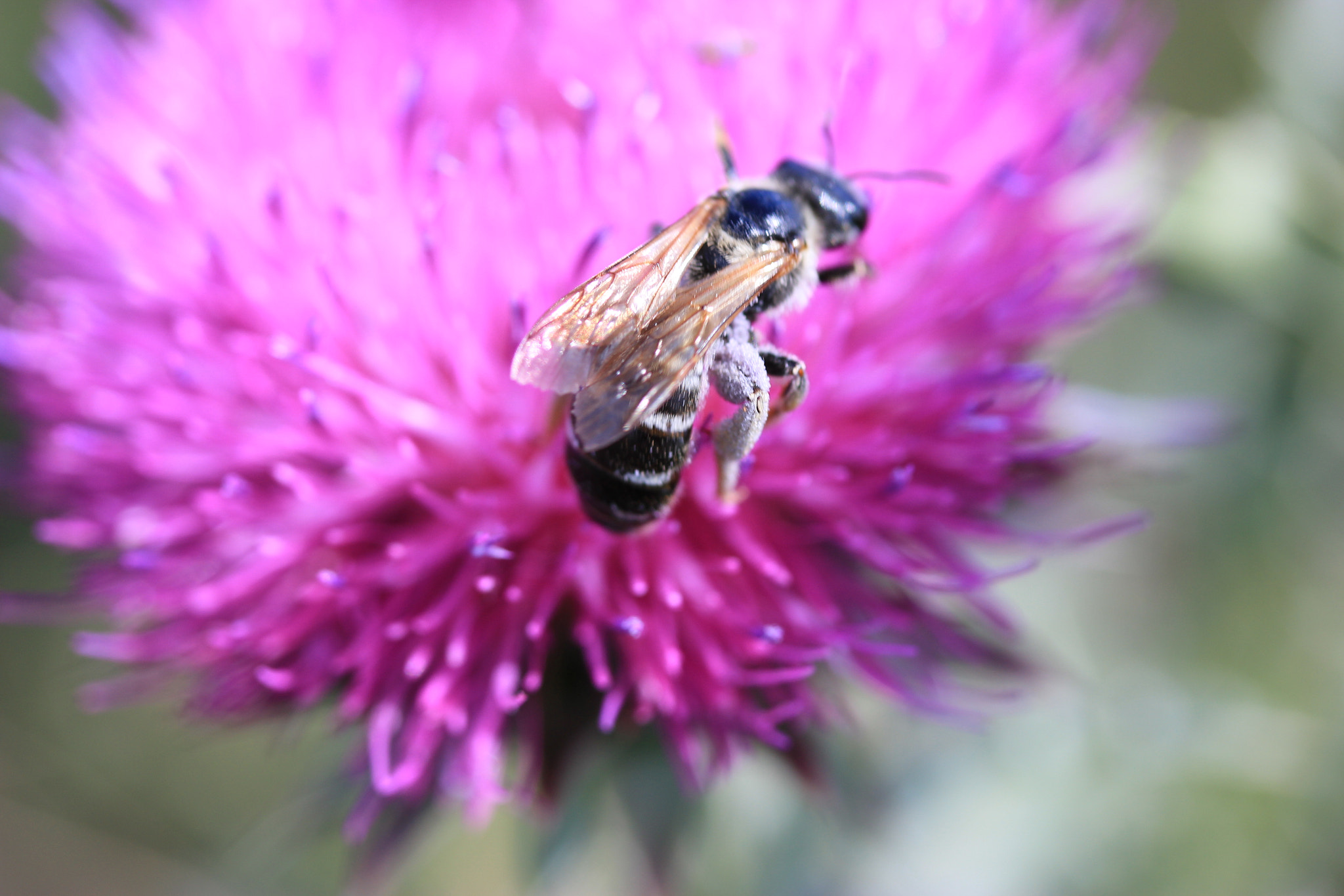 Canon EF-S 60mm F2.8 Macro USM sample photo. 2 in 1 photography