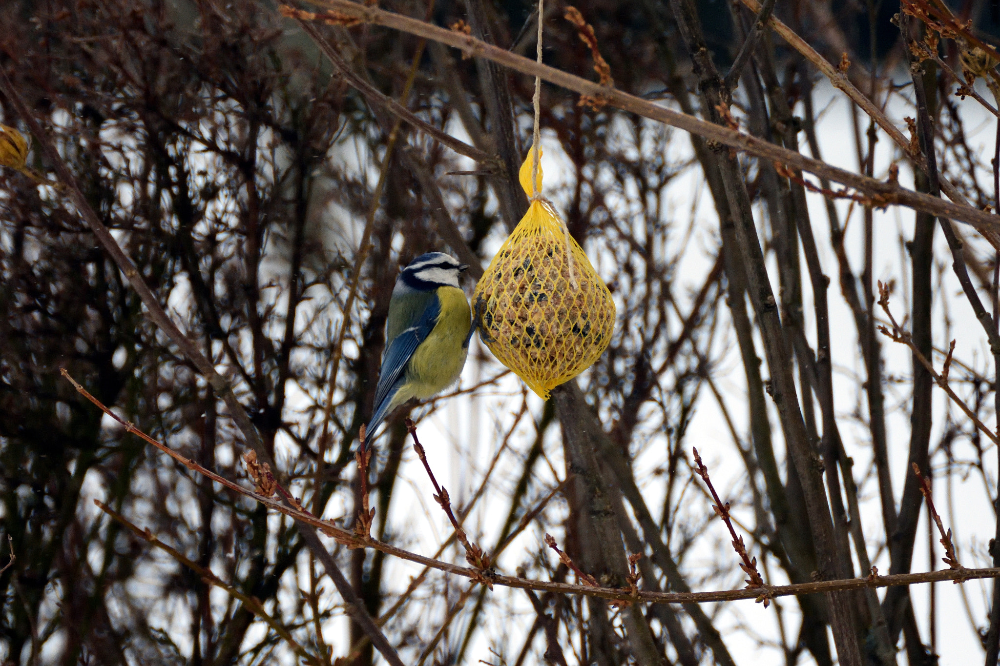 Nikon D5500 sample photo. Cyanistes caeruleus photography