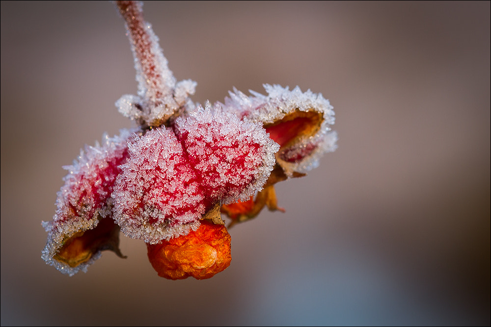 Canon EOS 7D + Sigma 105mm F2.8 EX DG Macro sample photo. Frozen photography