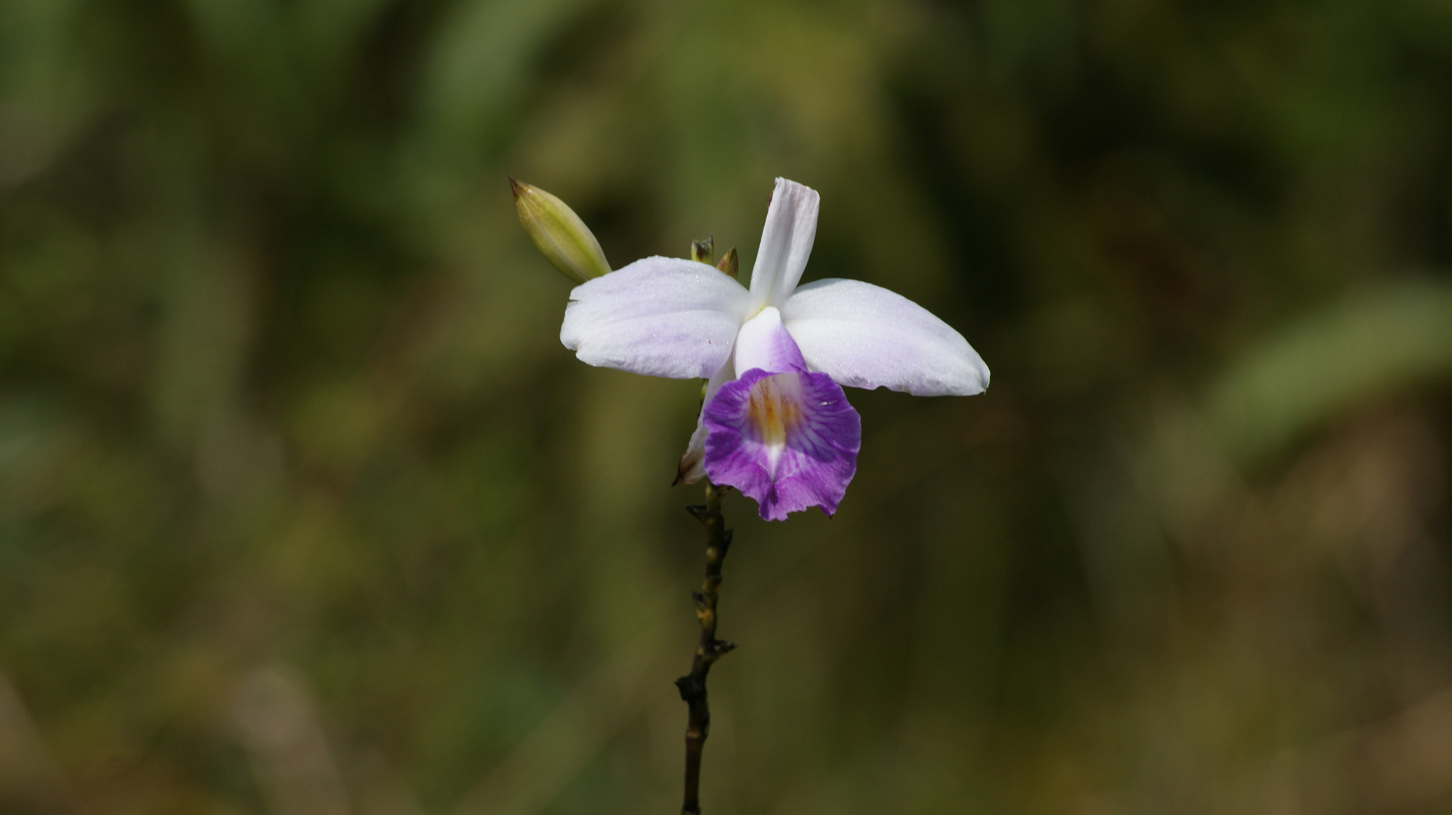 Sony Alpha DSLR-A350 sample photo. La distancia photography